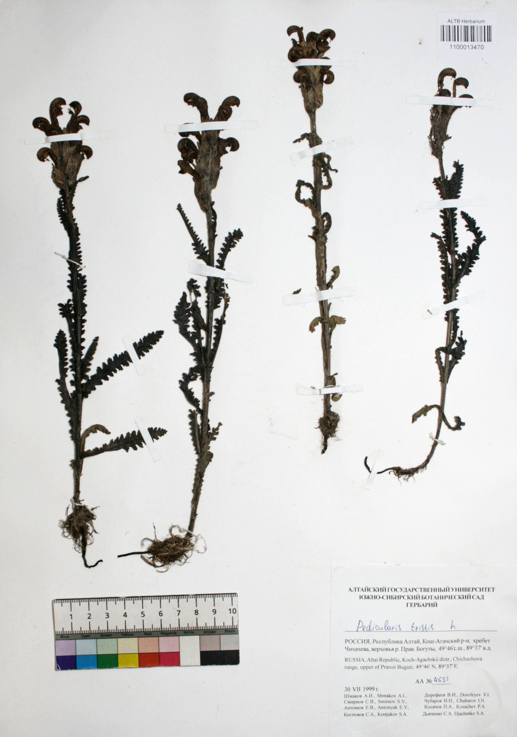 Pedicularis tristis L.