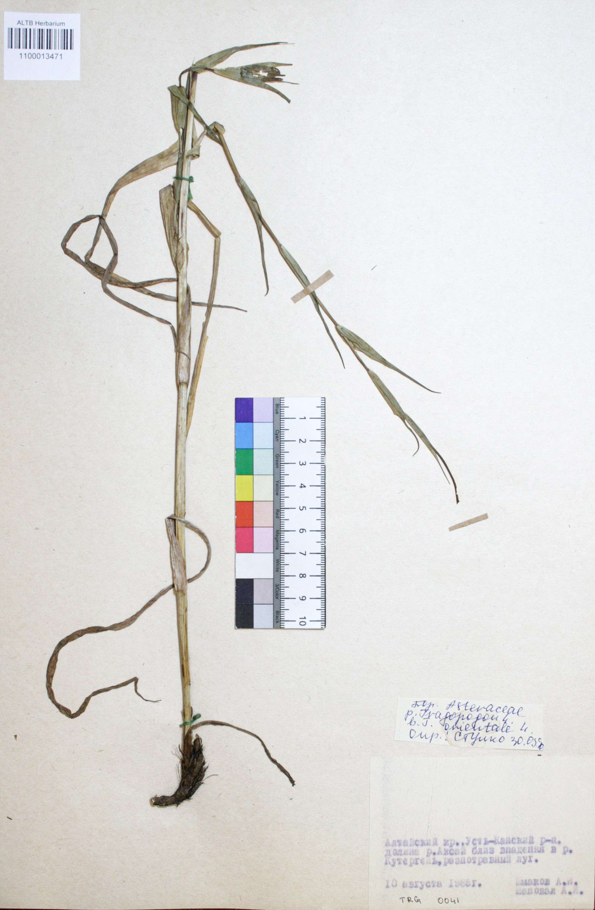 Tragopogon orientalis L.