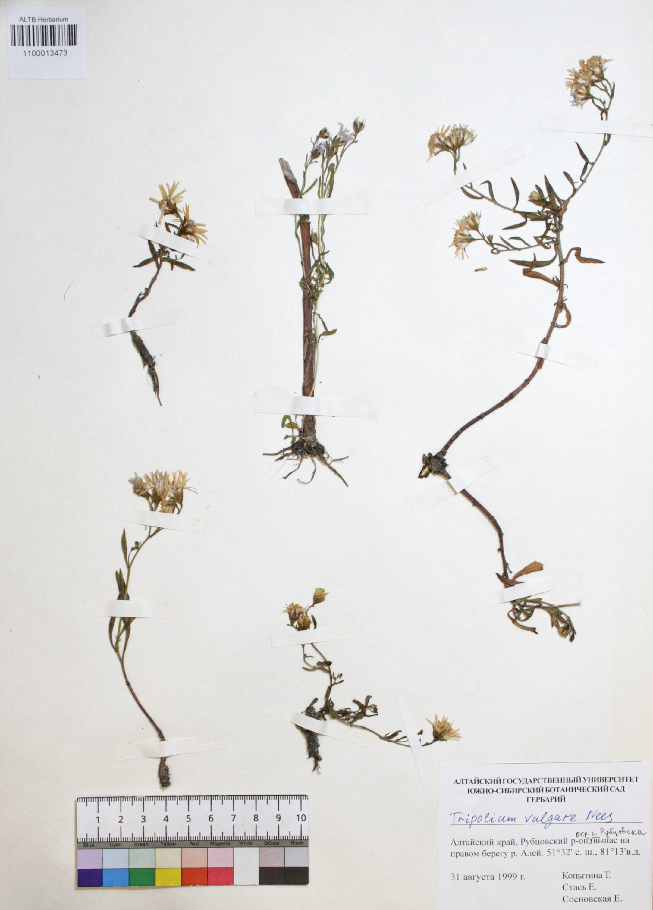 Tripolium vulgare Nees. 