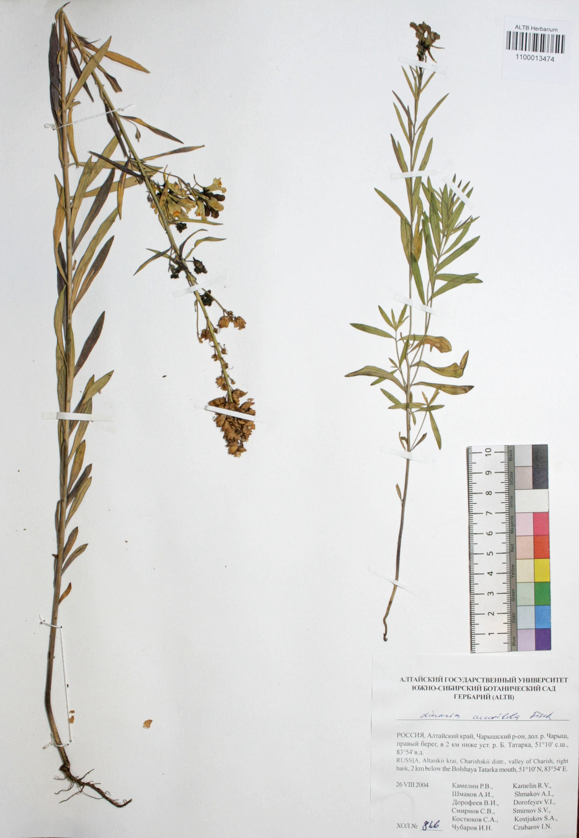 Linaria acutiloba Fisch. ex Rchb.