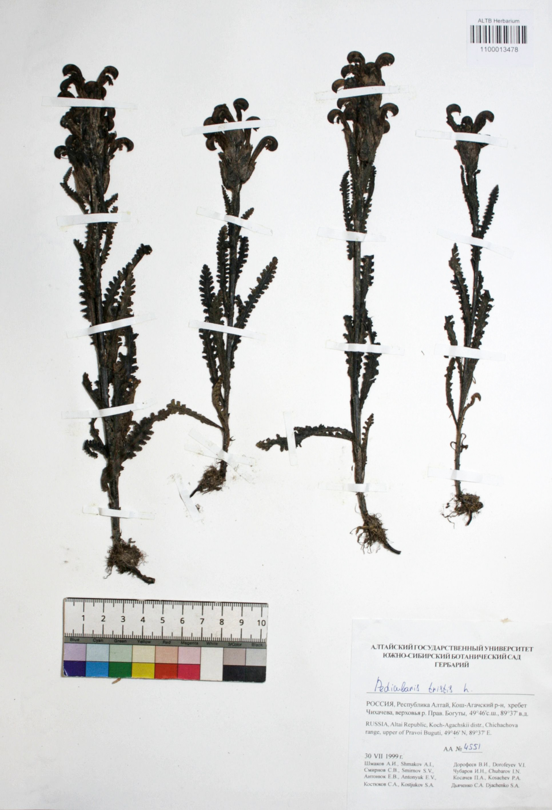 Pedicularis tristis L.