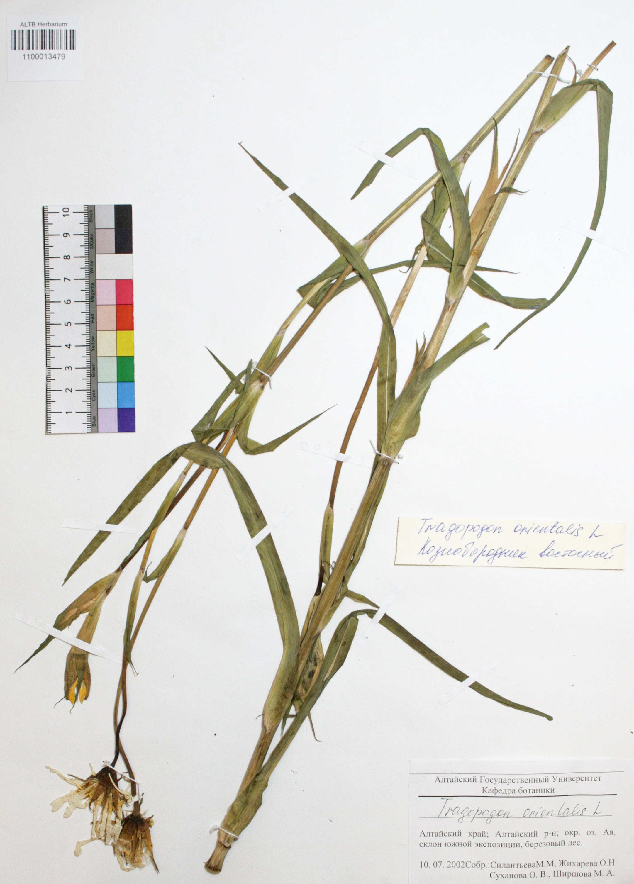 Tragopogon orientalis L.