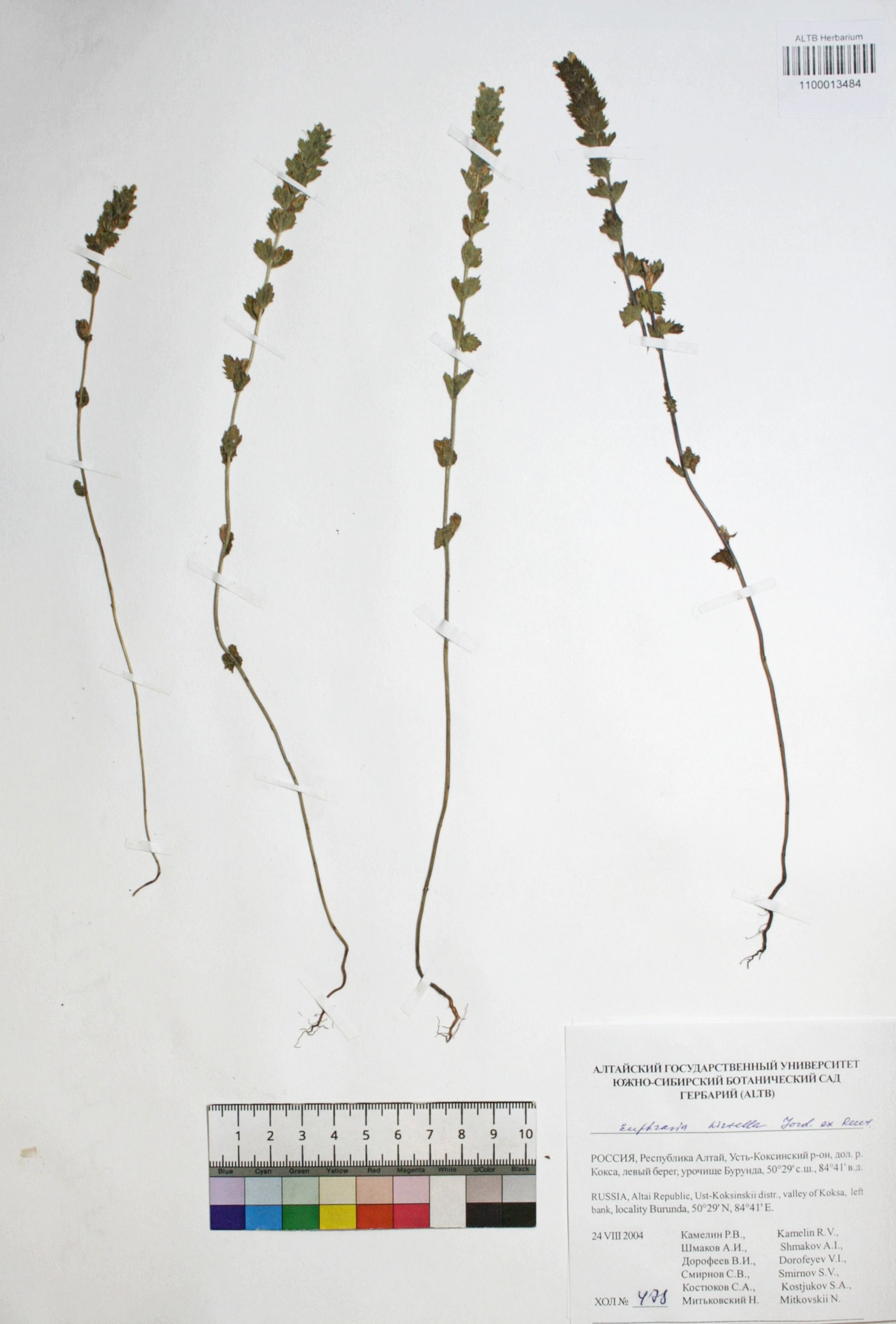 Euphrasia hirtella Jord. ex Reut.