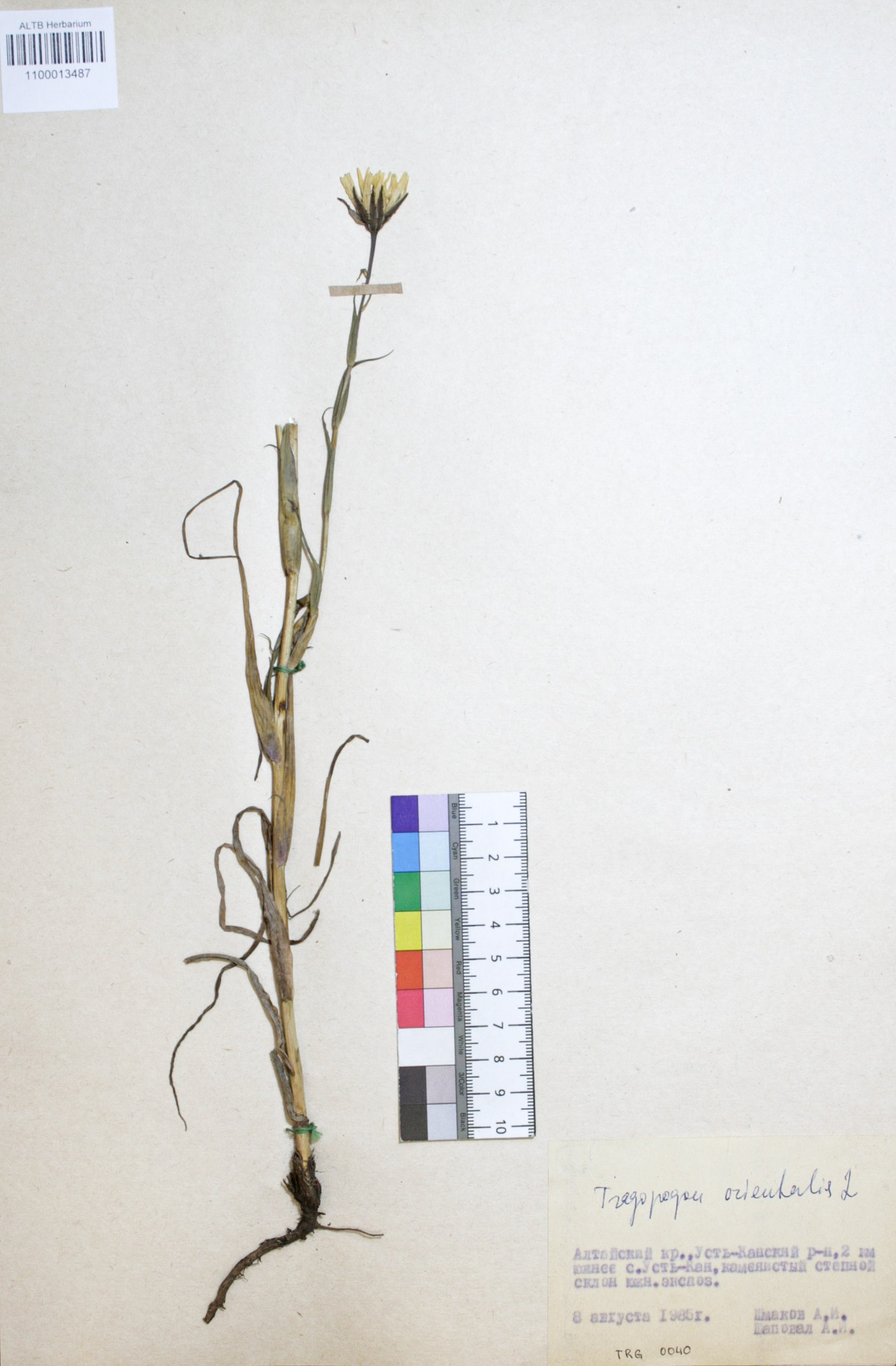 Tragopogon orientalis L.