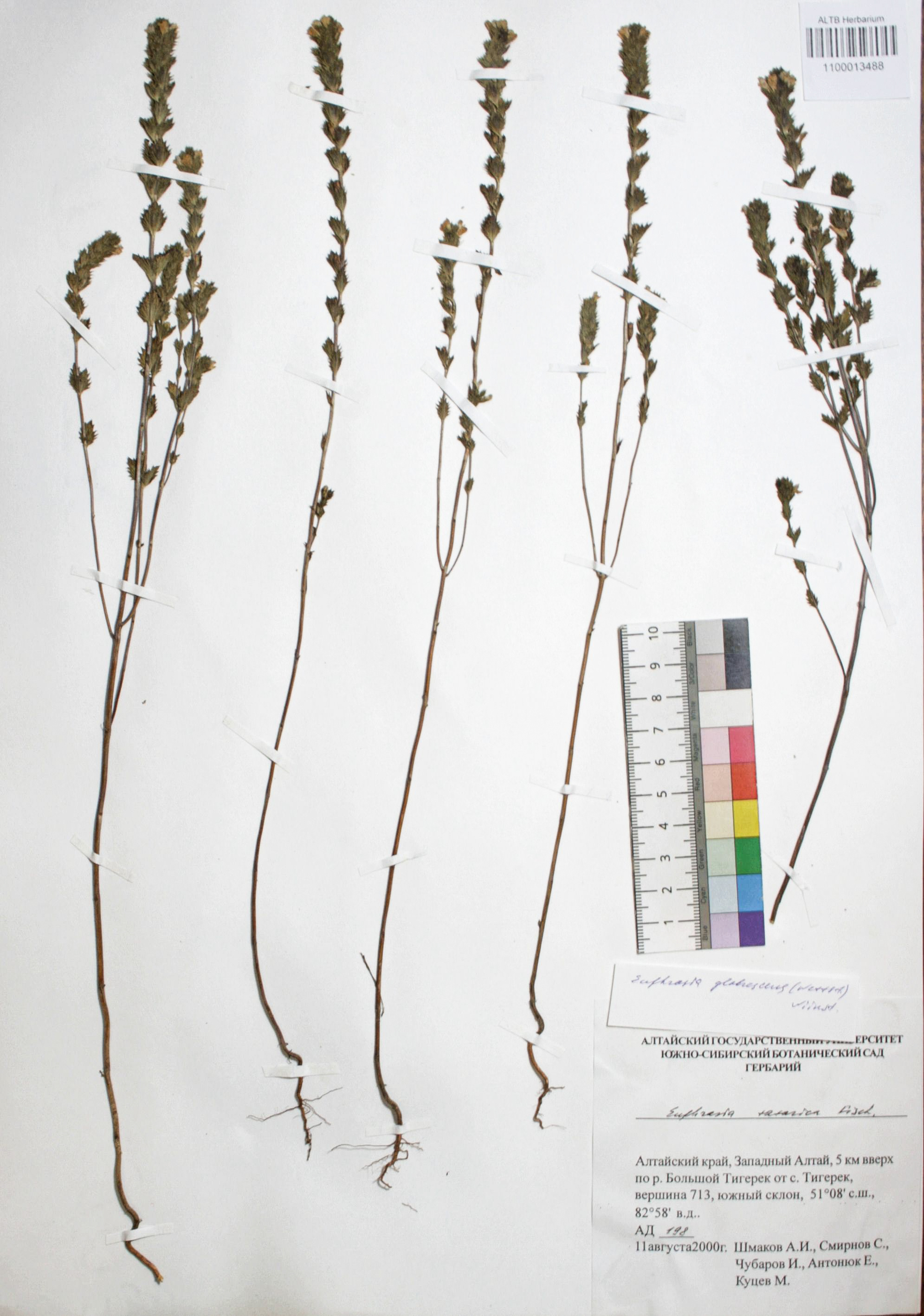 Euphrasia glabrescens (Wettst.) Wiinst.