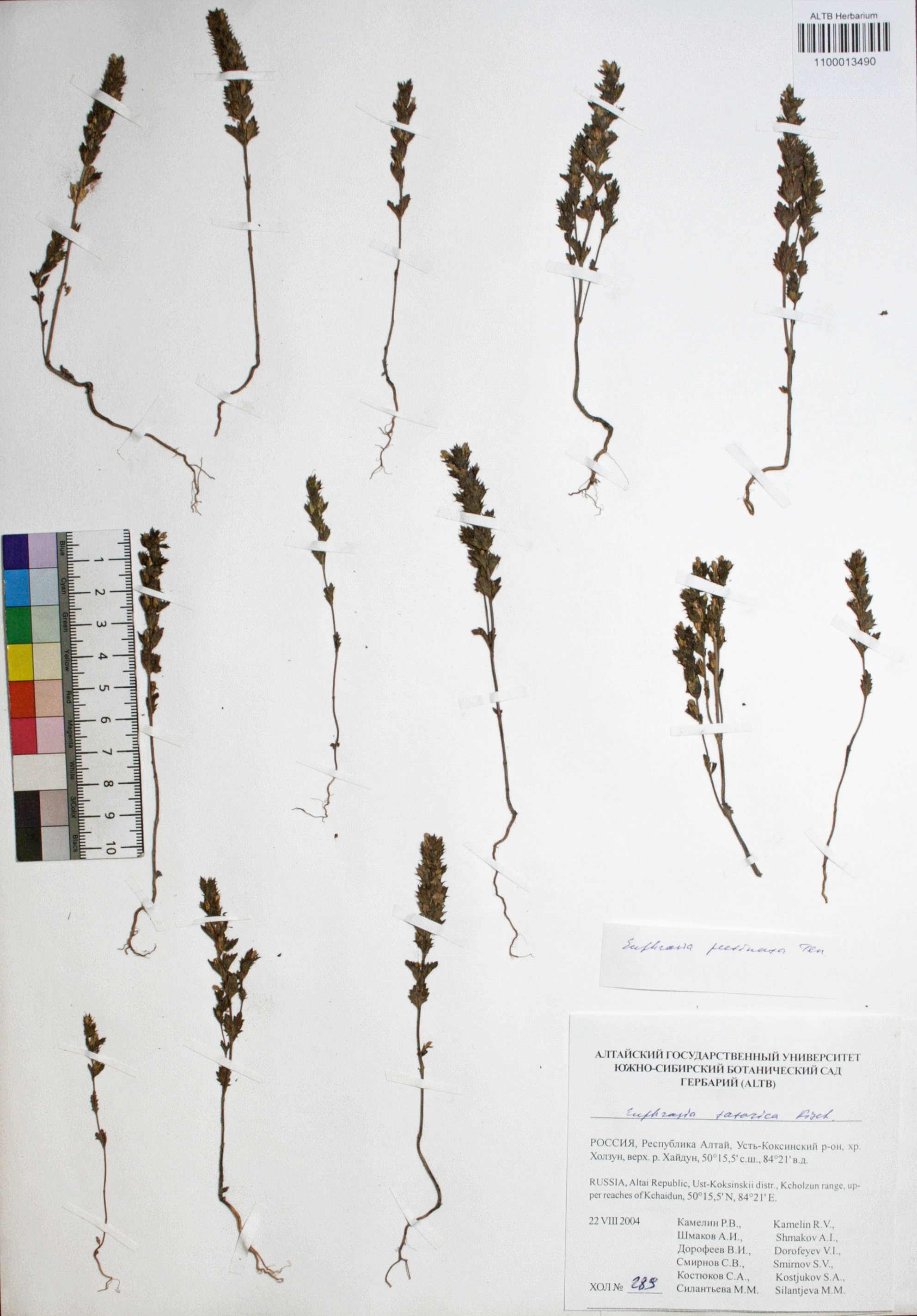 Euphrasia pectinata Ten.