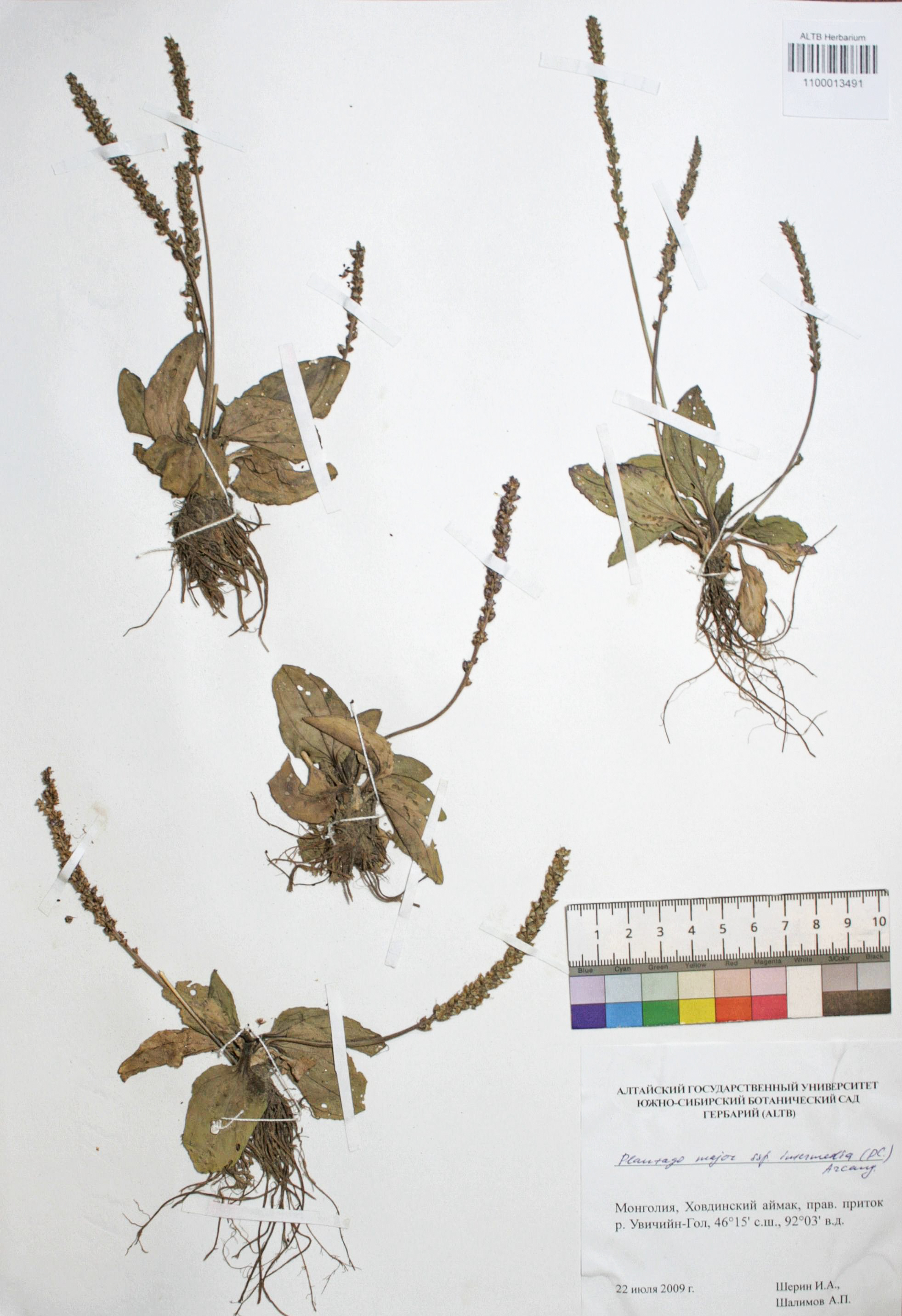 Plantago major ssp. intermedia (DC.) Arcang.