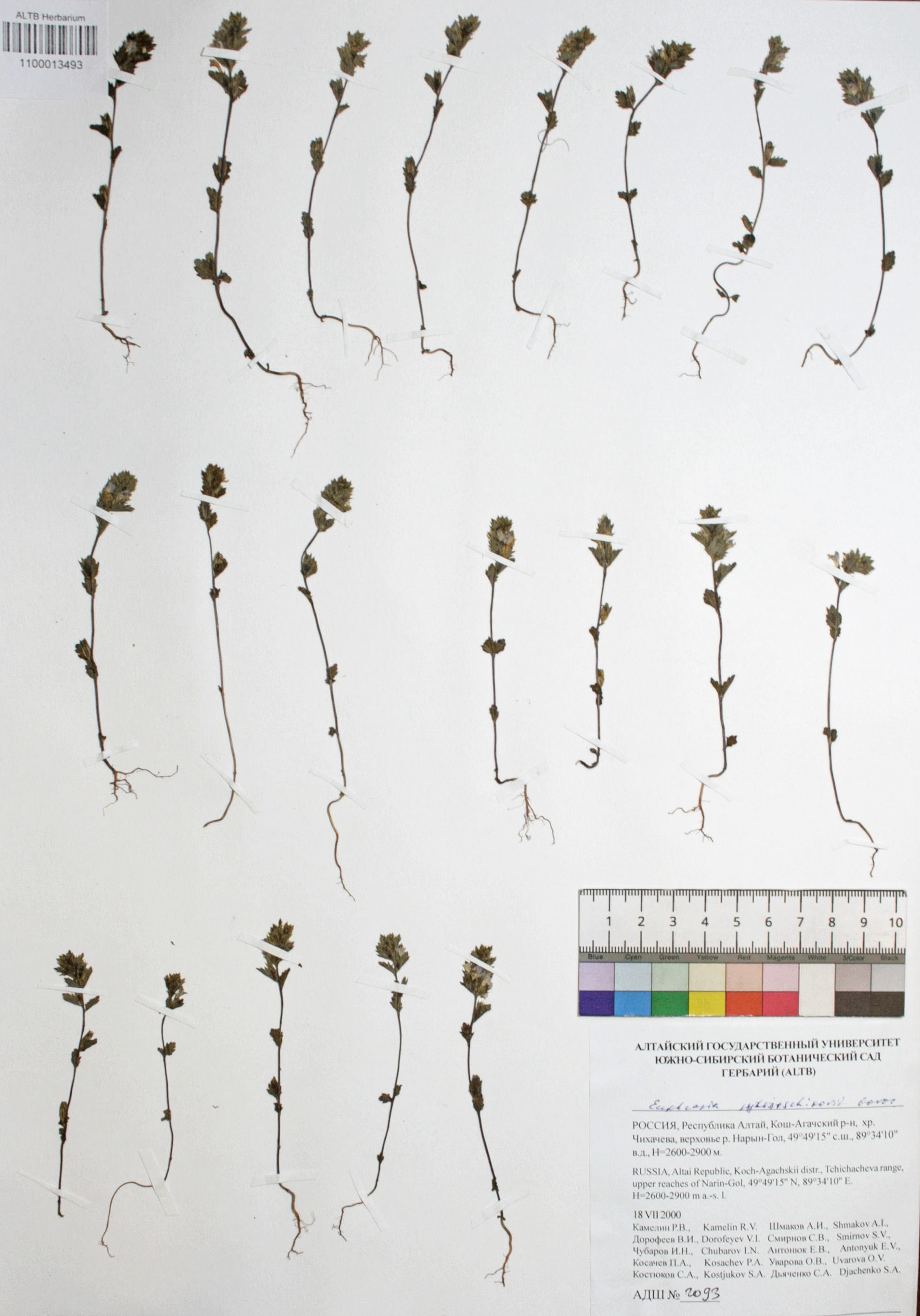 Euphrasia syreitschikovii Govor.