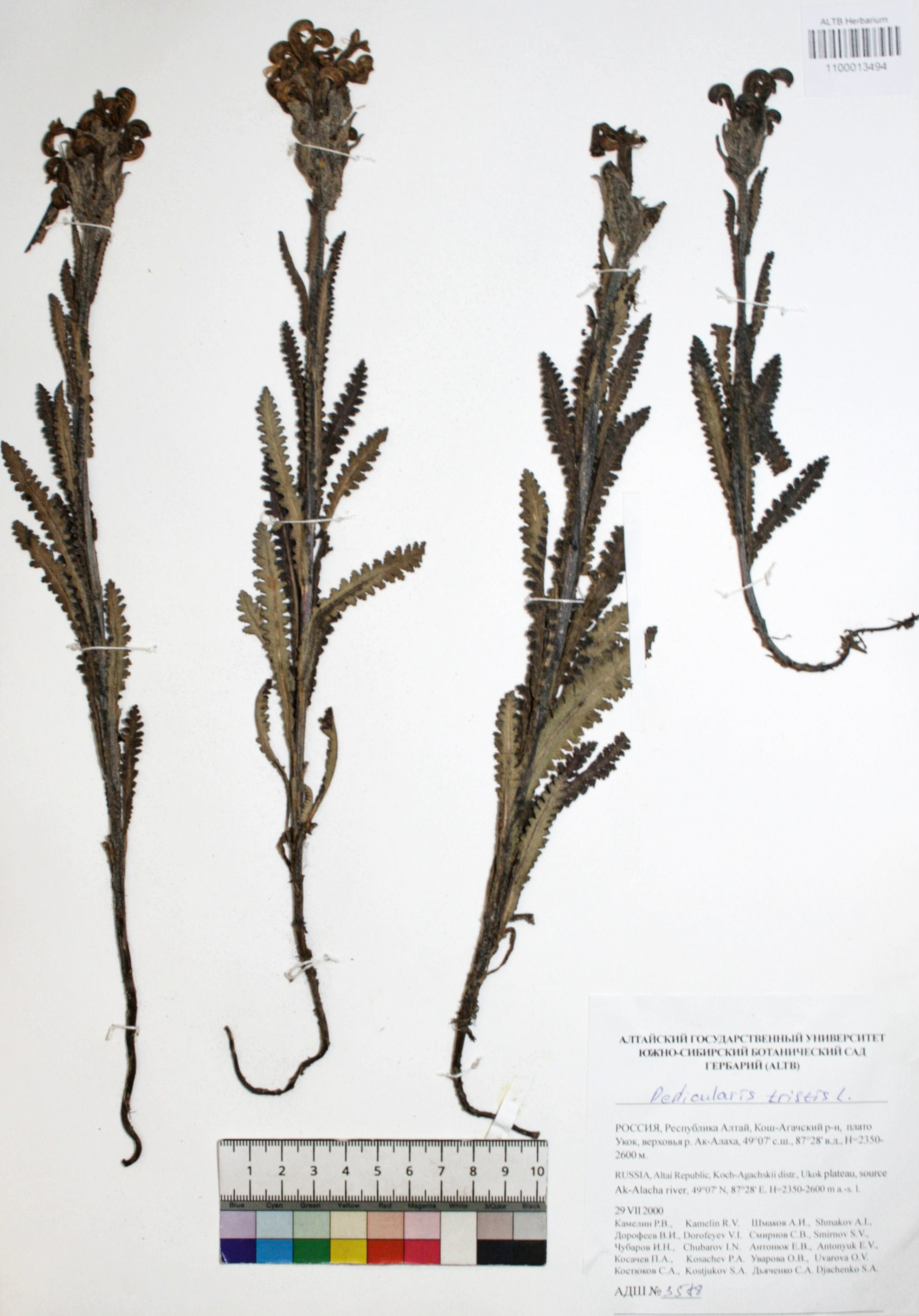 Pedicularis tristis L.