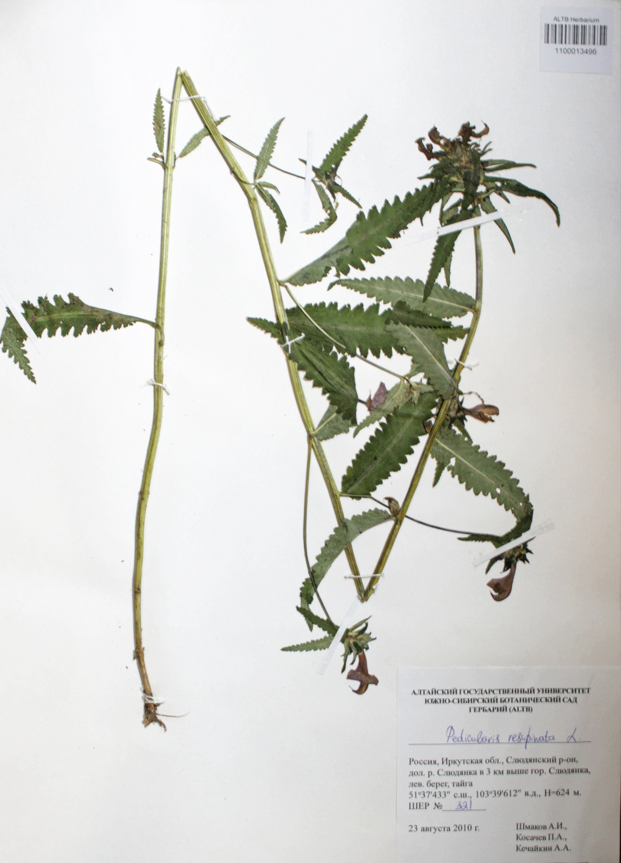 Pedicularis resupinata L.