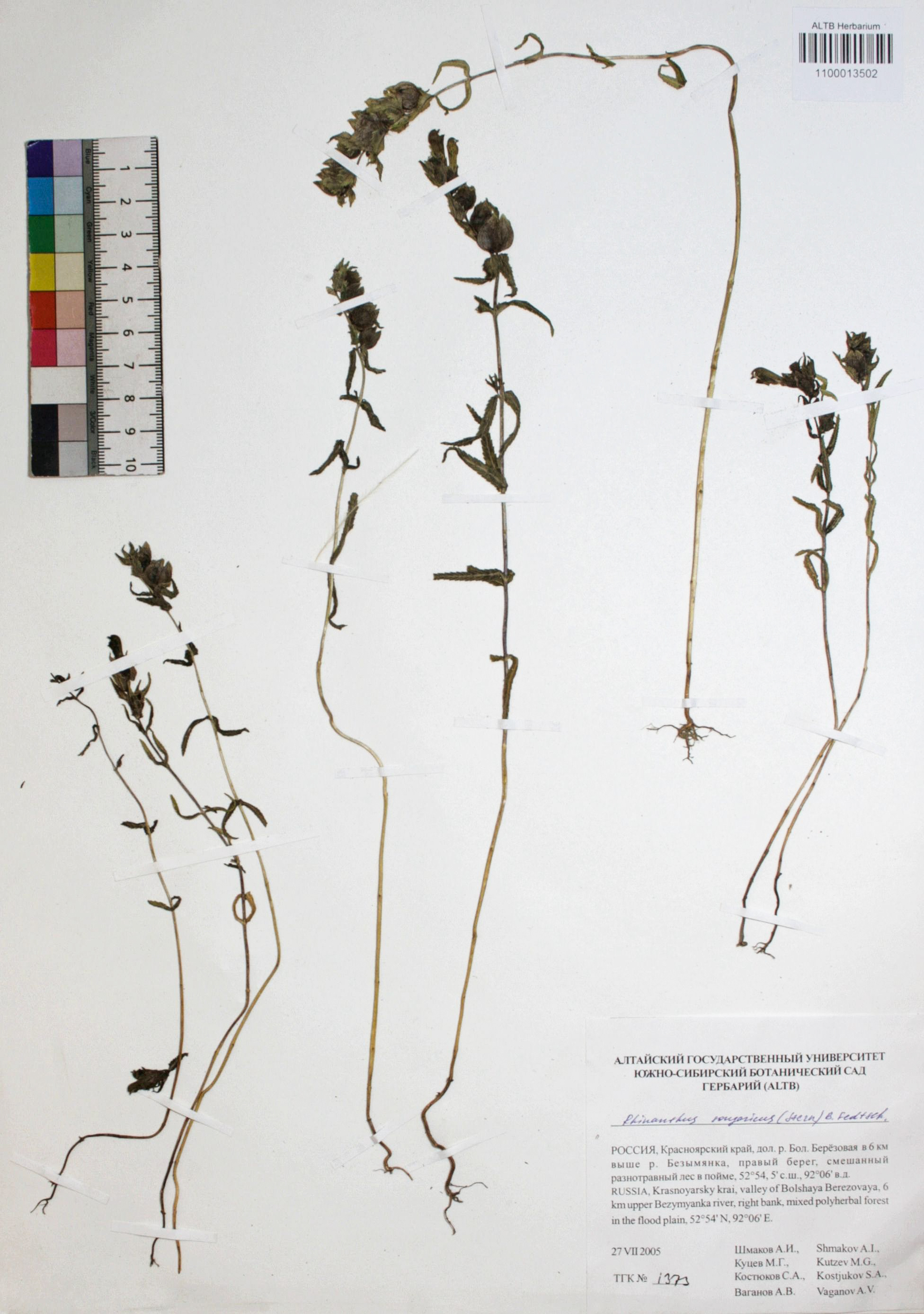 Rhinanthus songaricus (Stern.) B. Fedtsch.