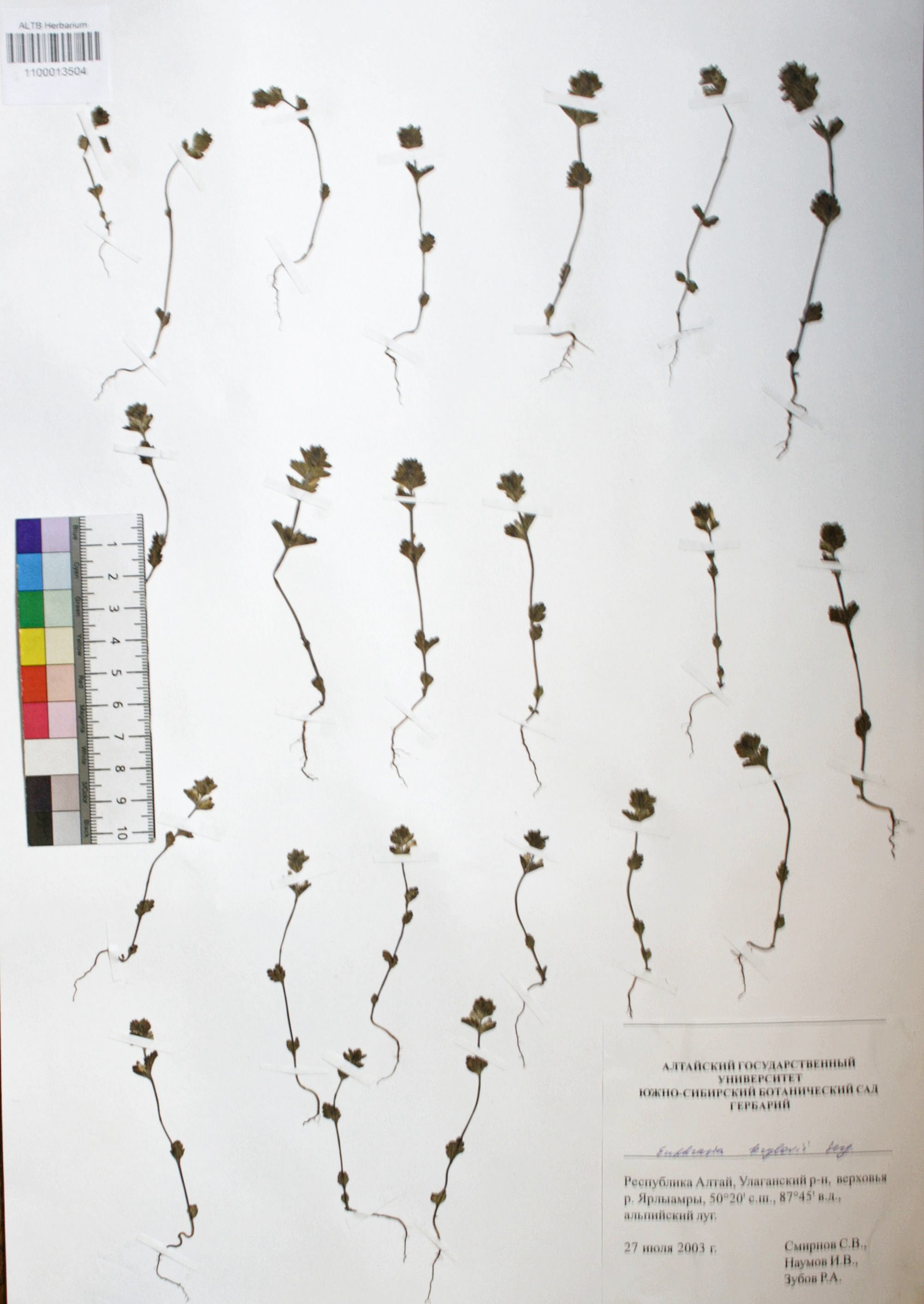 Euphrasia krylovii Serg.