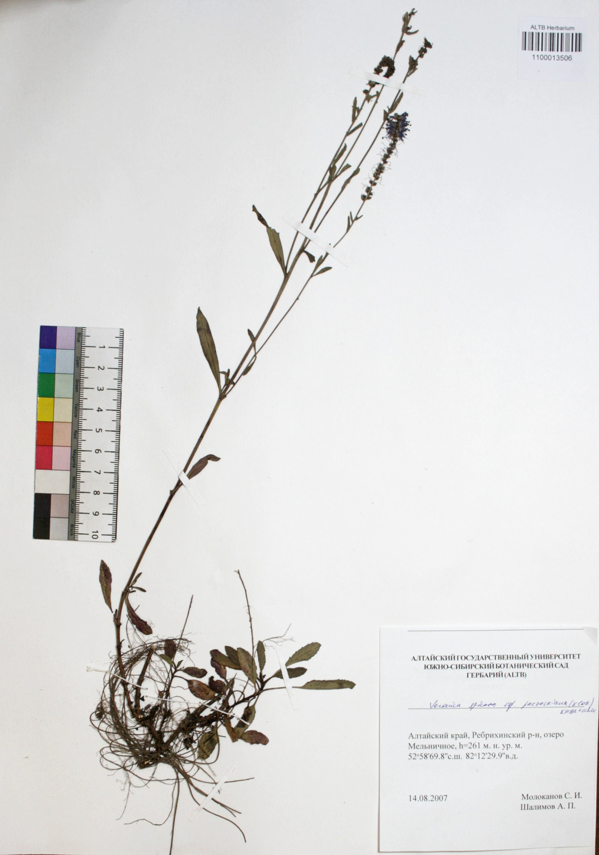 Veronica spicata ssp. paczoskiana (Klok.) Kosachev 