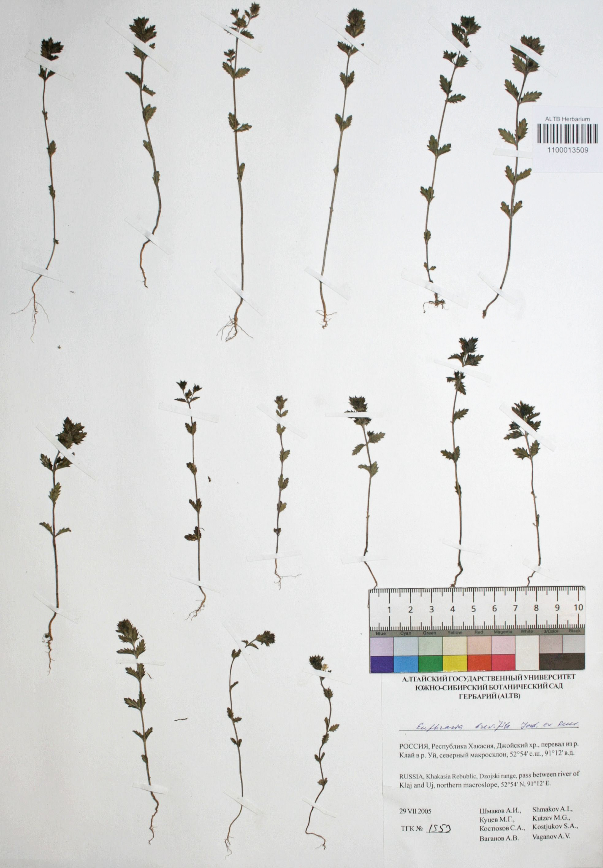 Euphrasia brevipila Burn. ex. Gremli