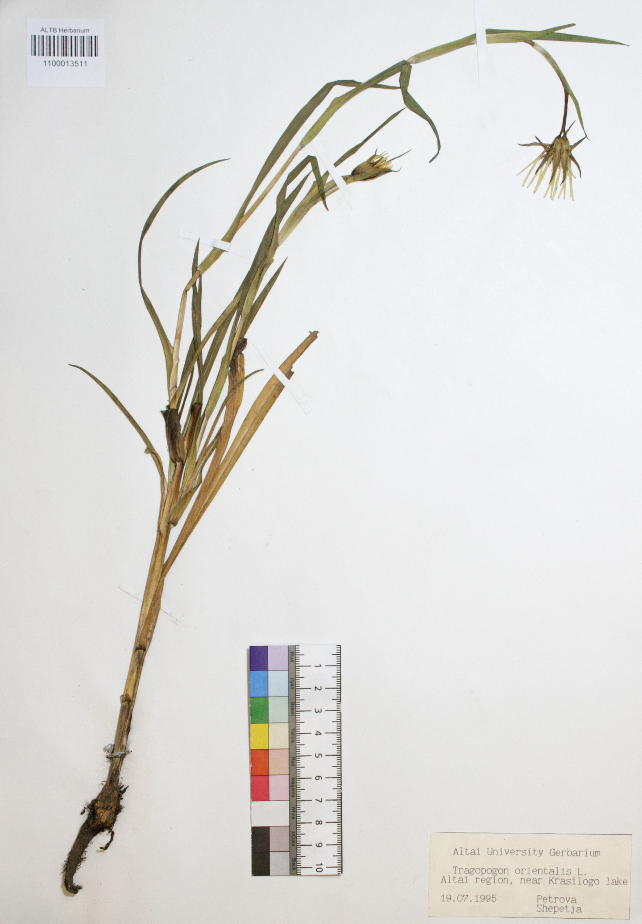 Tragopogon orientalis L.