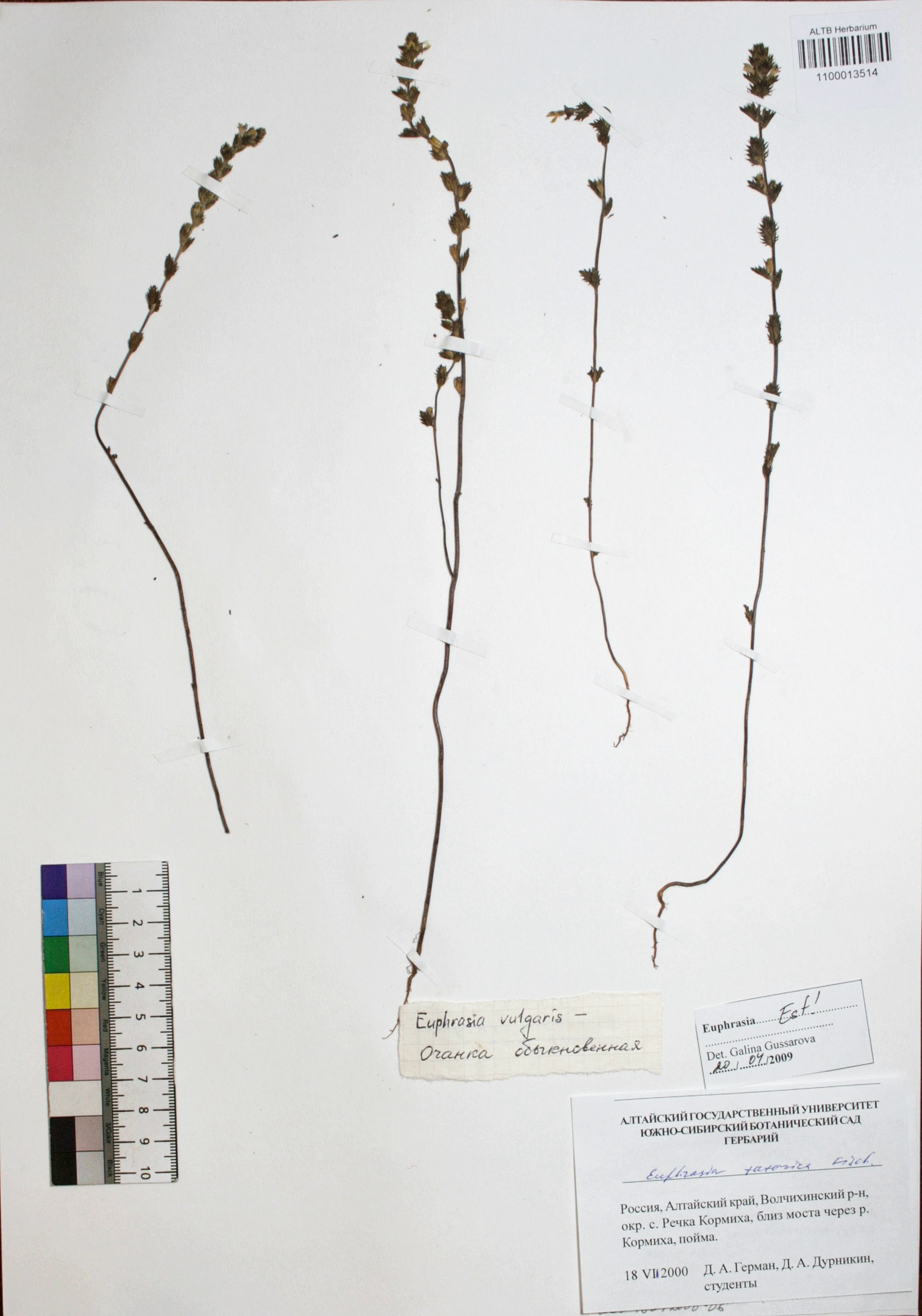 Euphrasia tatarica Fisch. ex Spreng.