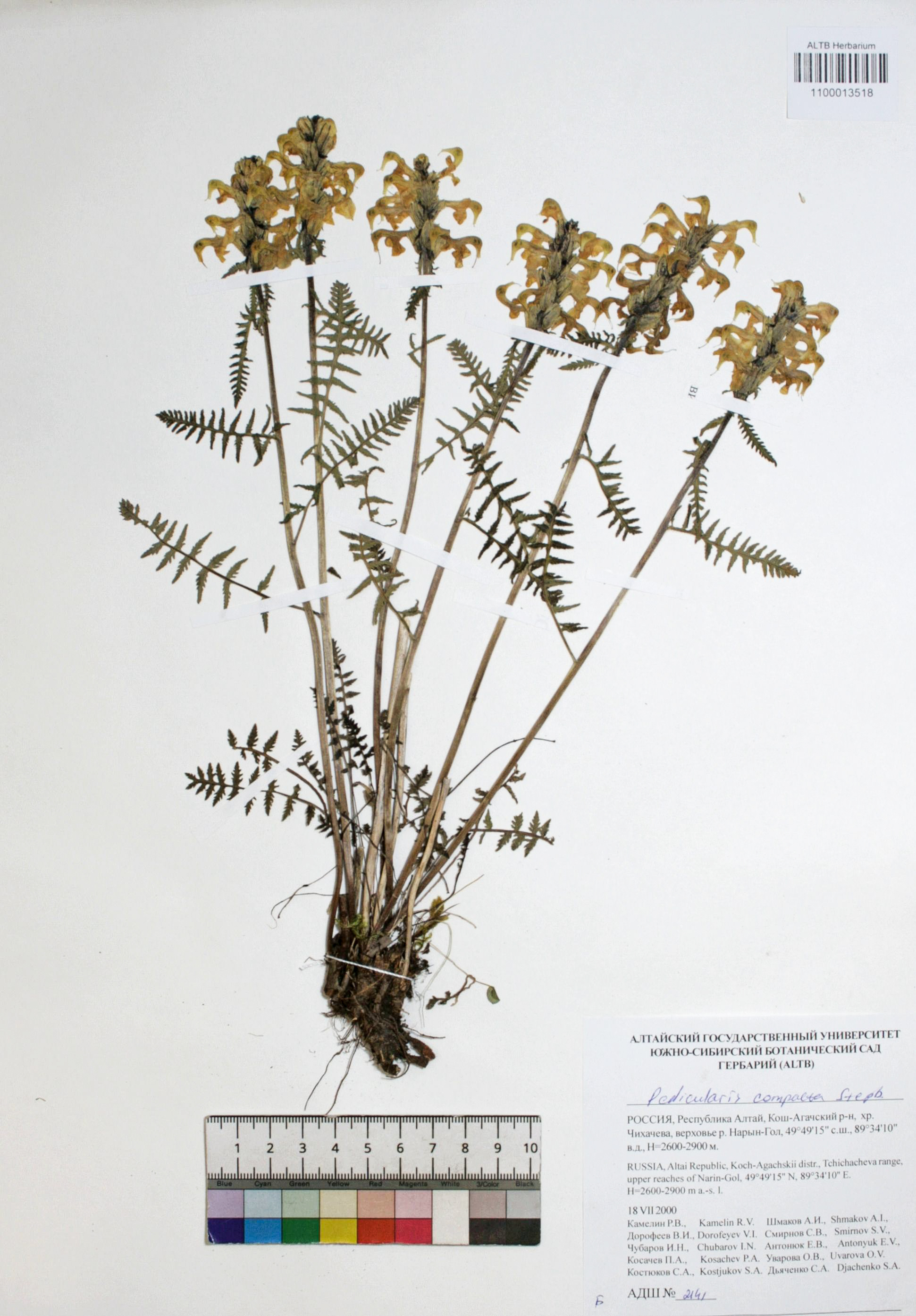 Pedicularis compacta Stephan