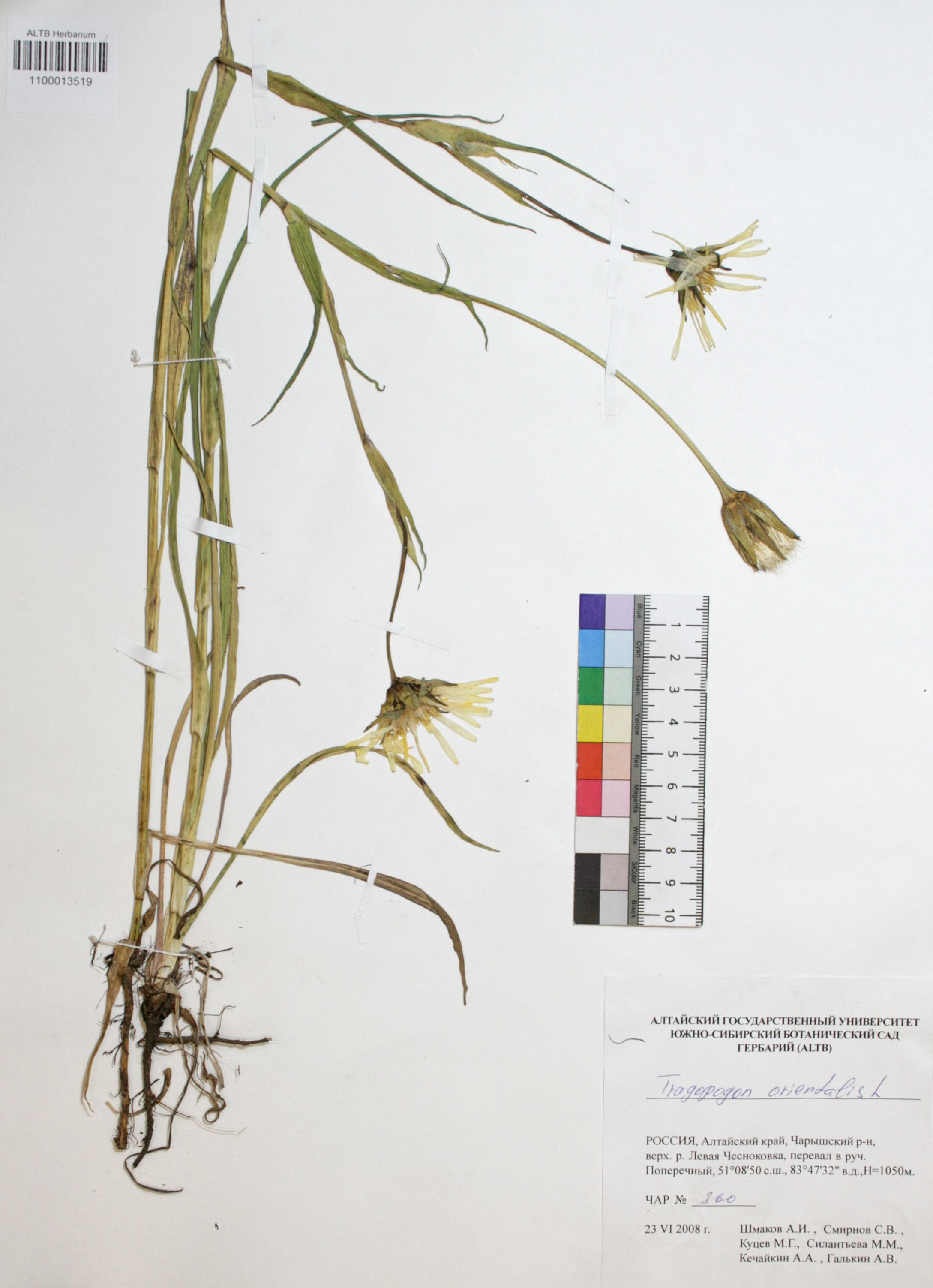 Tragopogon orientalis L.