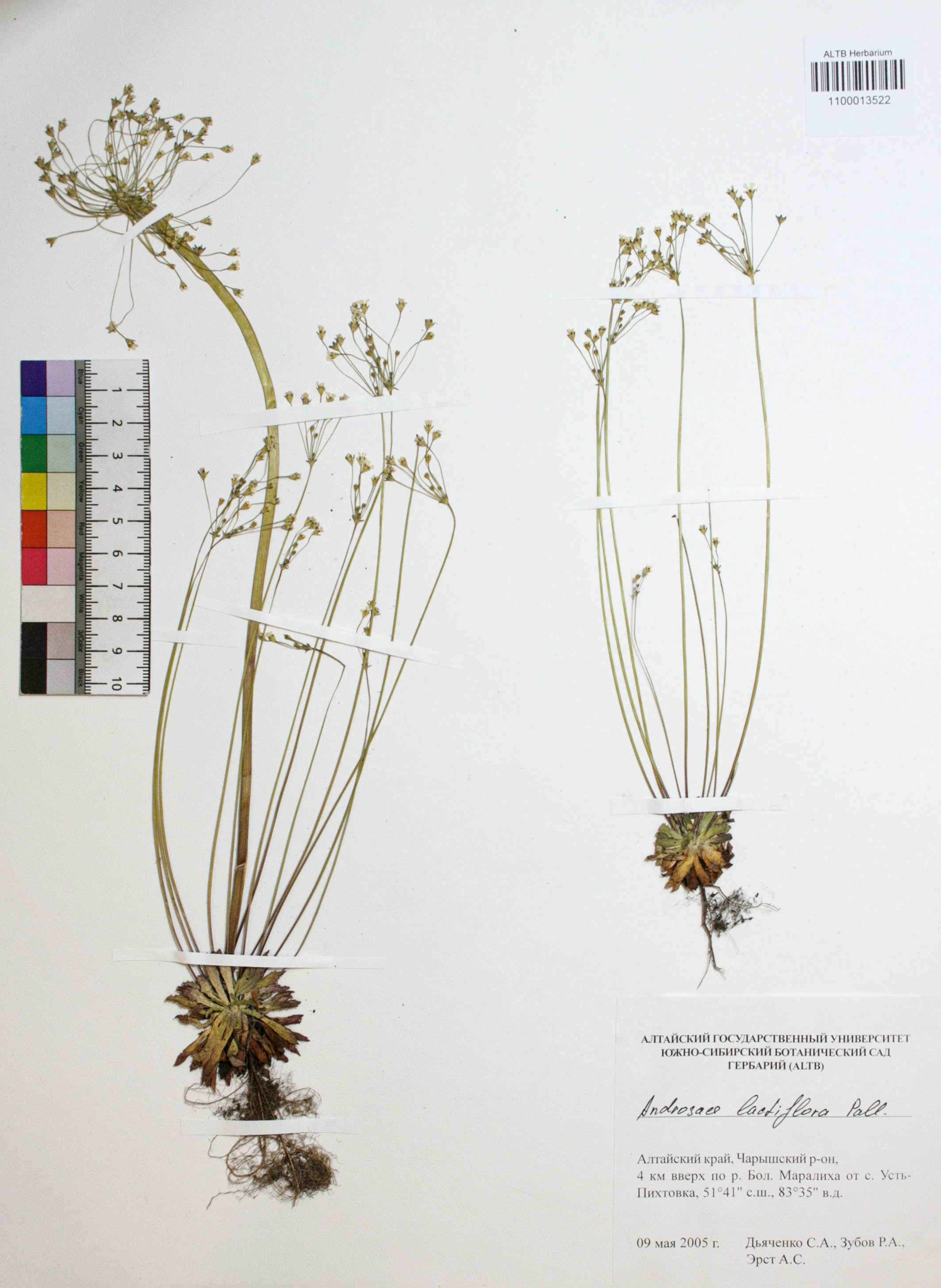 Androsace lactiflora Fisch. ex Willd.