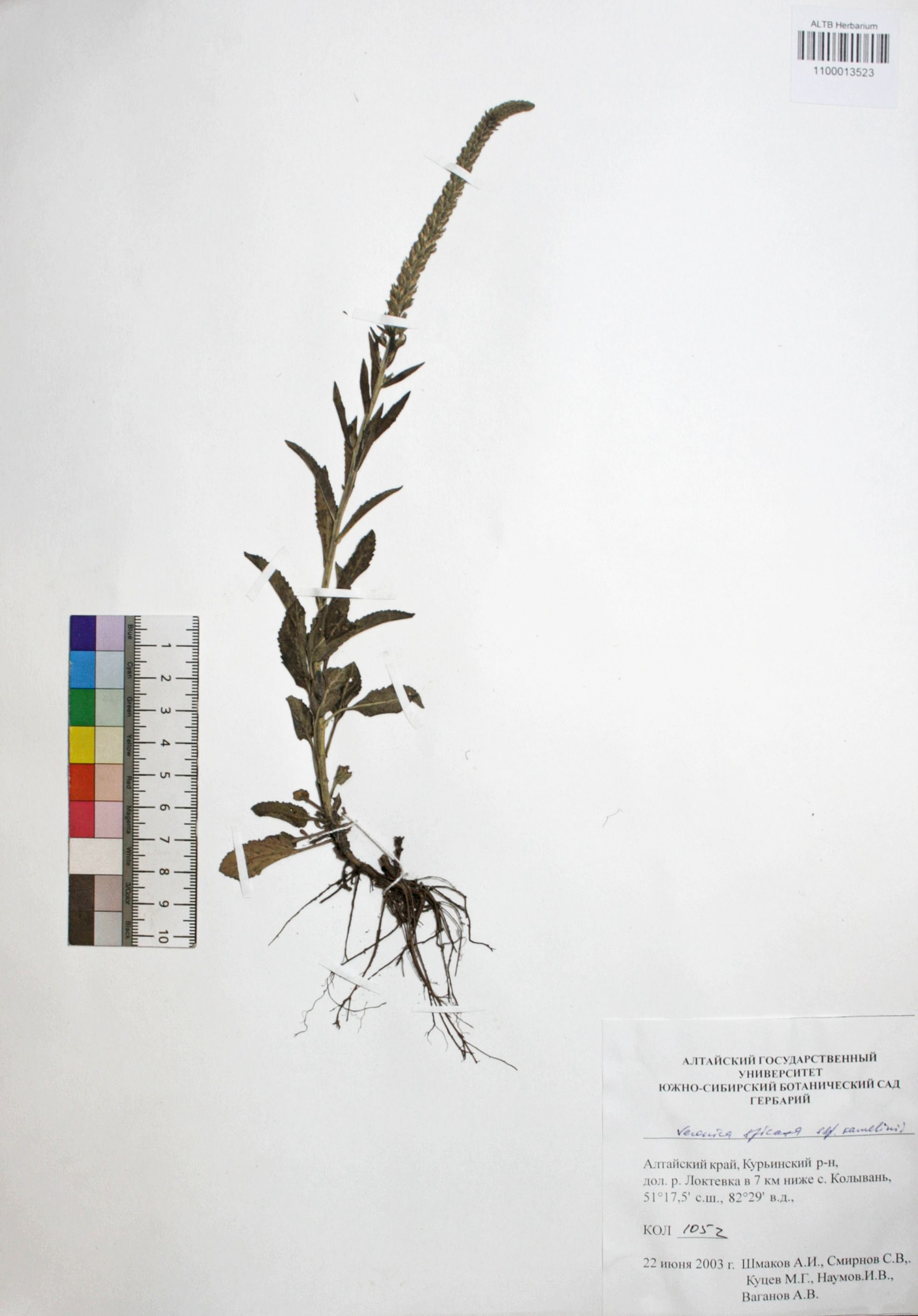 Veronica spicata ssp. kamelinii