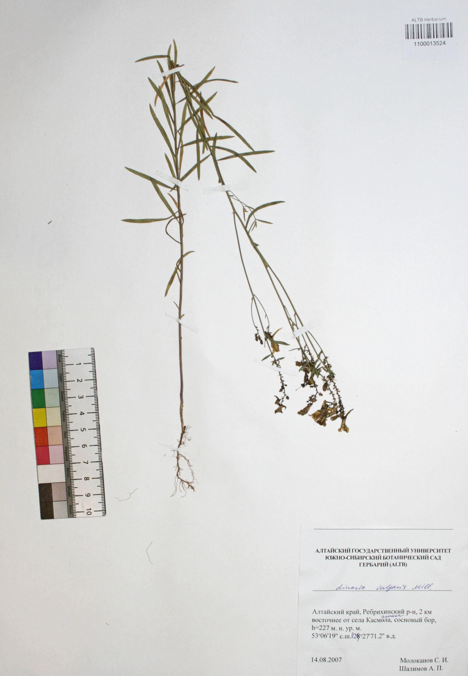 Linaria vulgaris Mill.