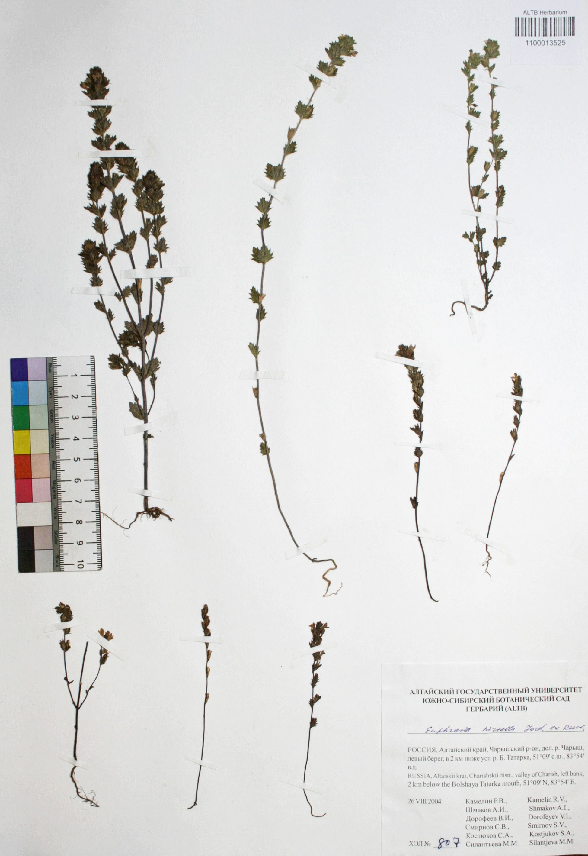 Euphrasia hirtella Jord. ex Reut.