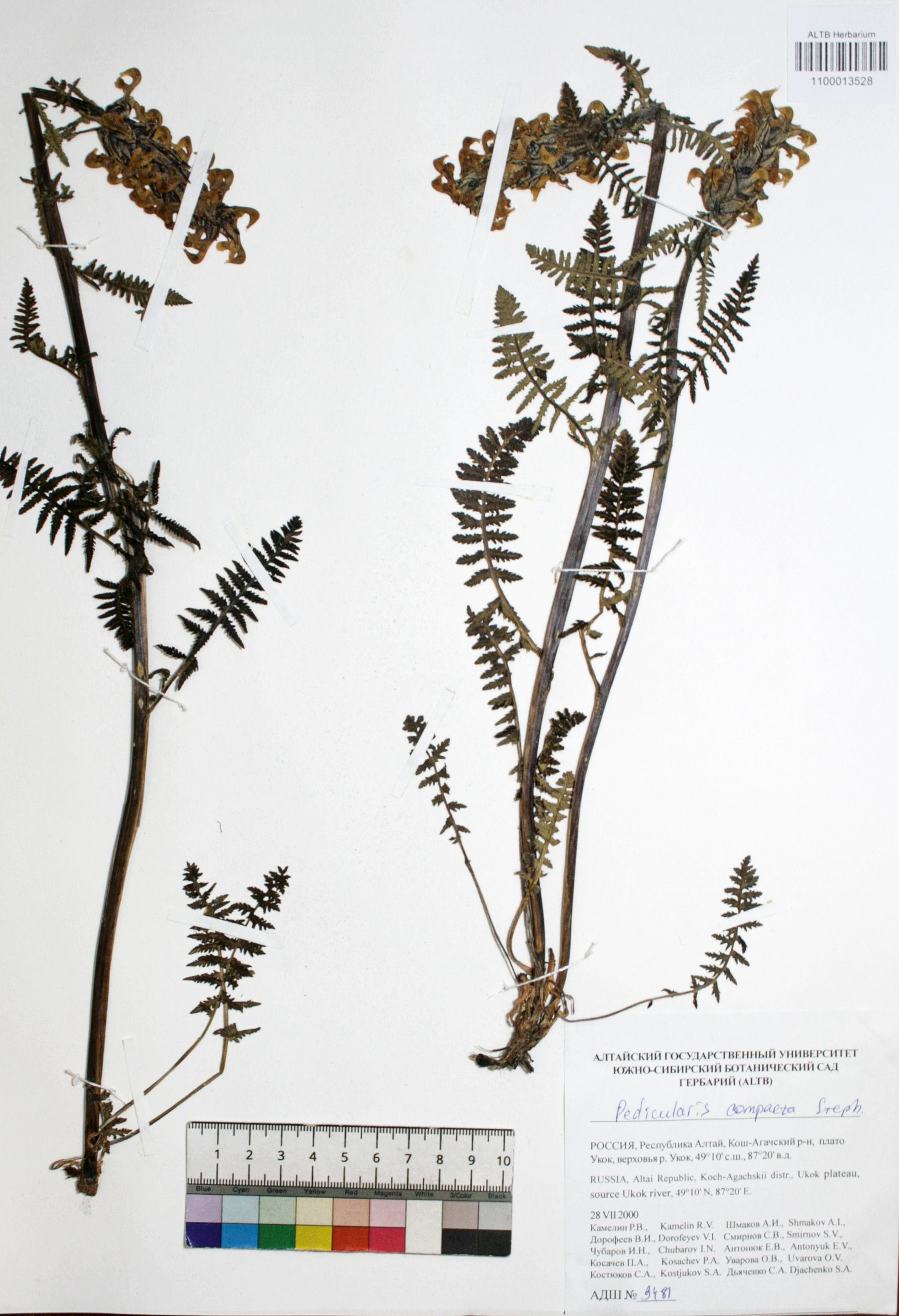 Pedicularis compacta Stephan