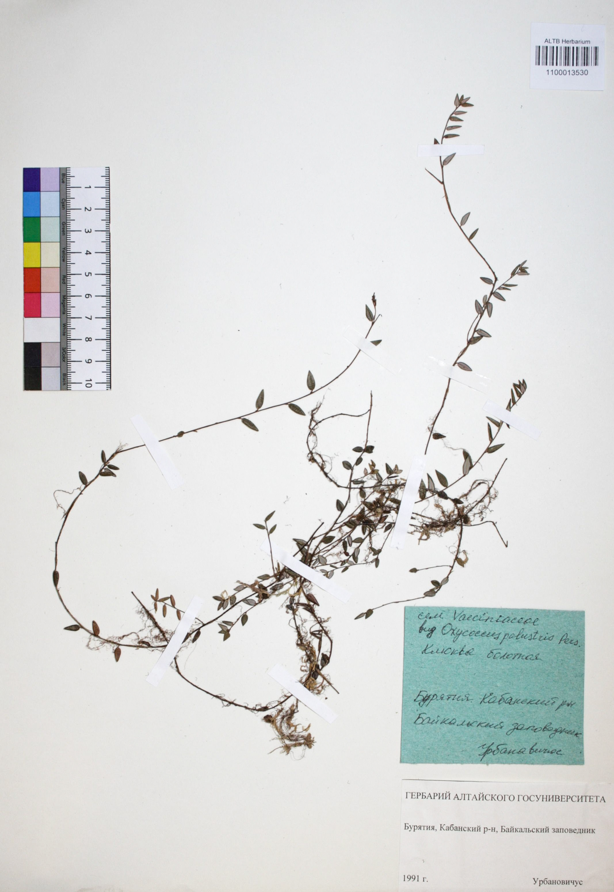 Oxycoccus palustris Pers.