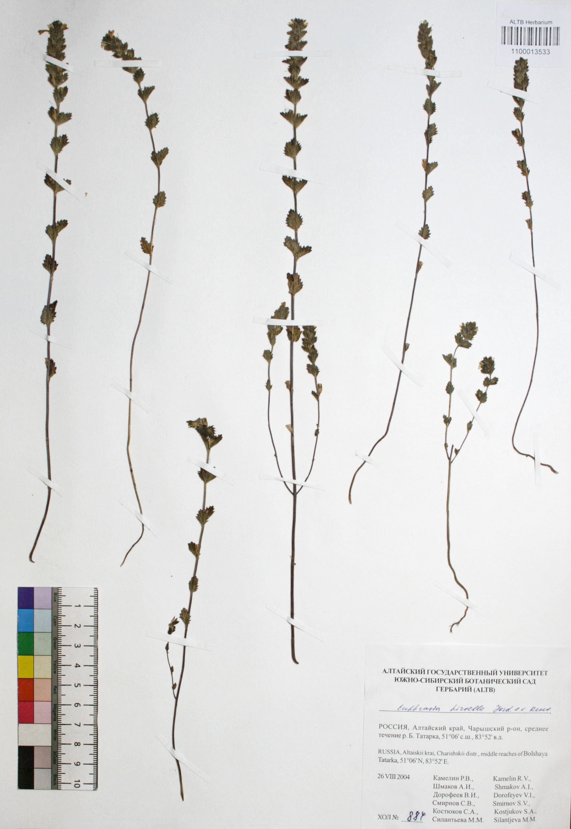 Euphrasia hirtella Jord. ex Reut.