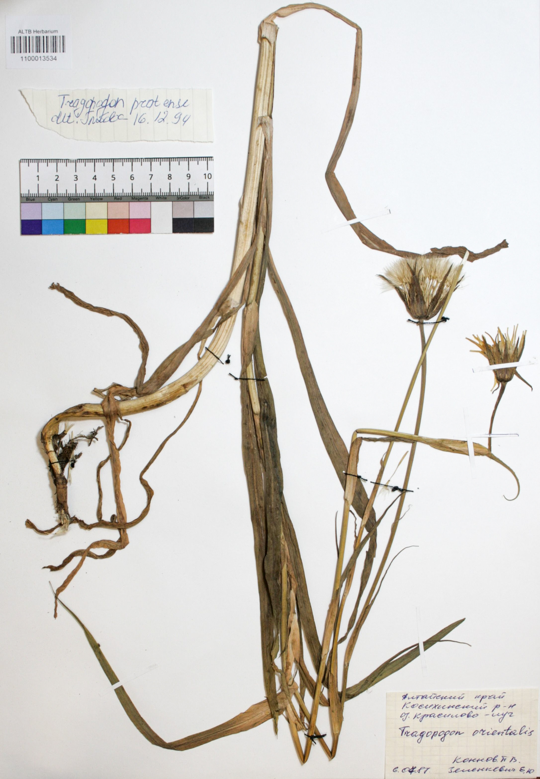 Tragopogon orientalis L.