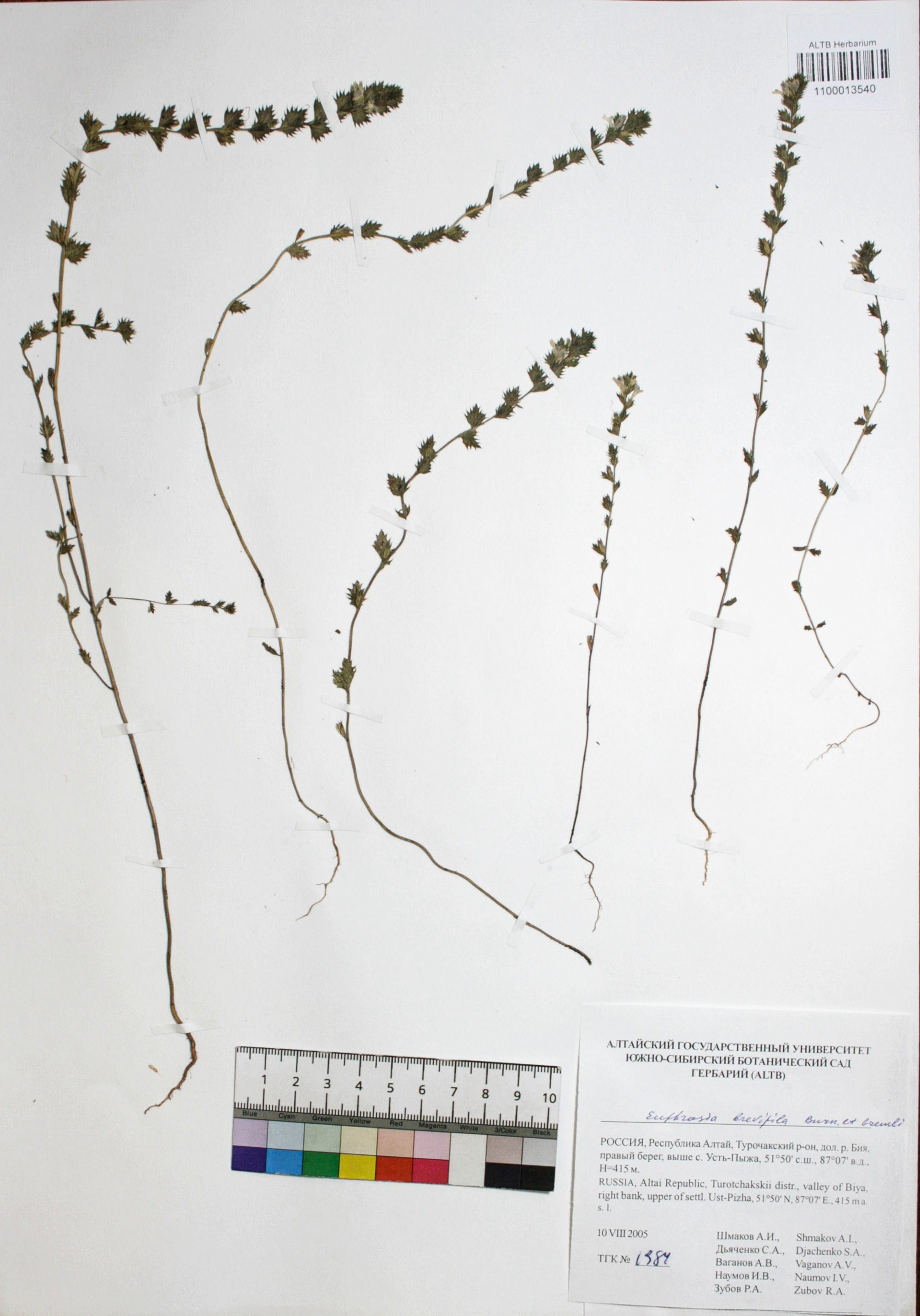 Euphrasia brevipila Burn. ex. Gremli