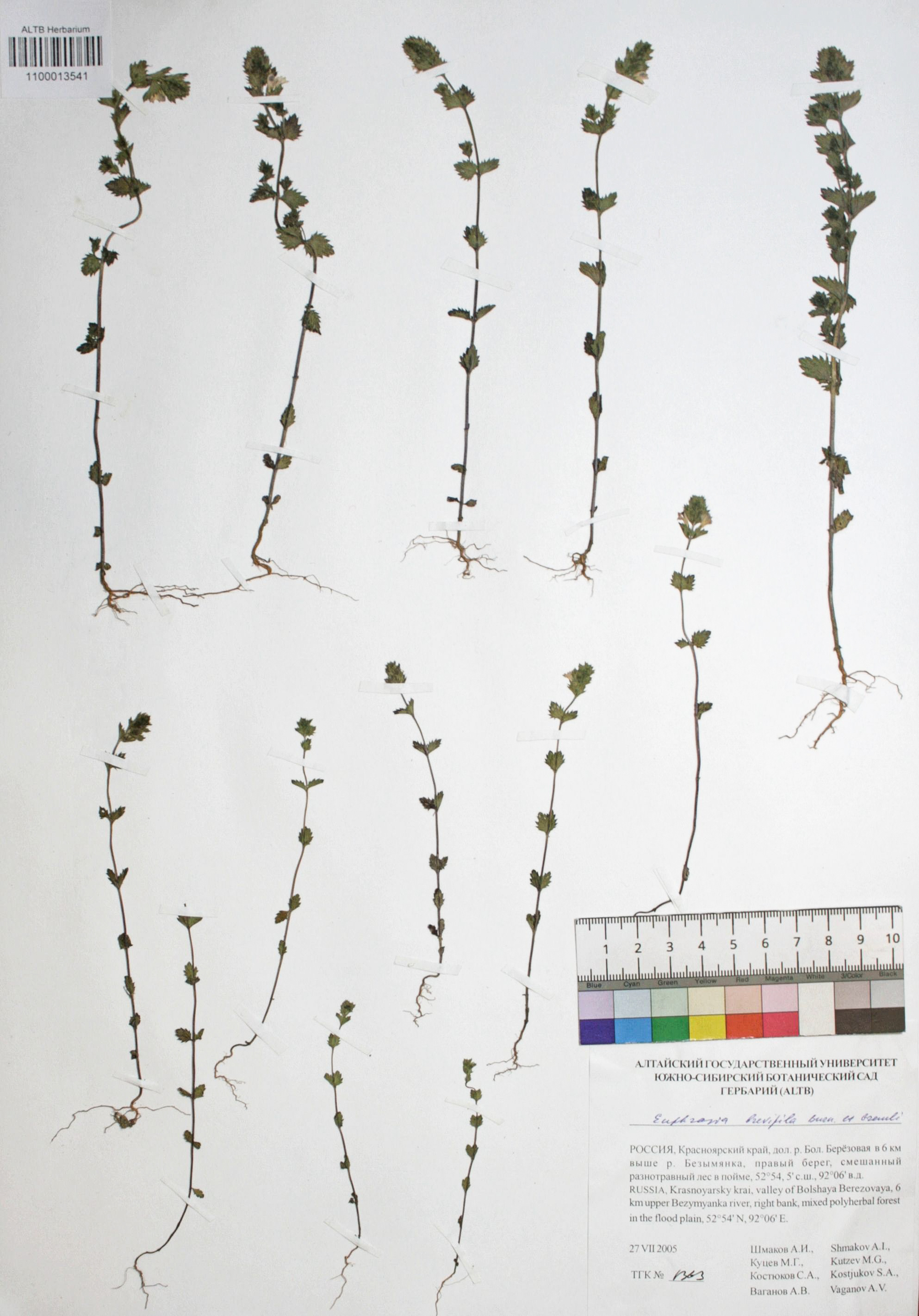 Euphrasia brevipila Burn. ex. Gremli