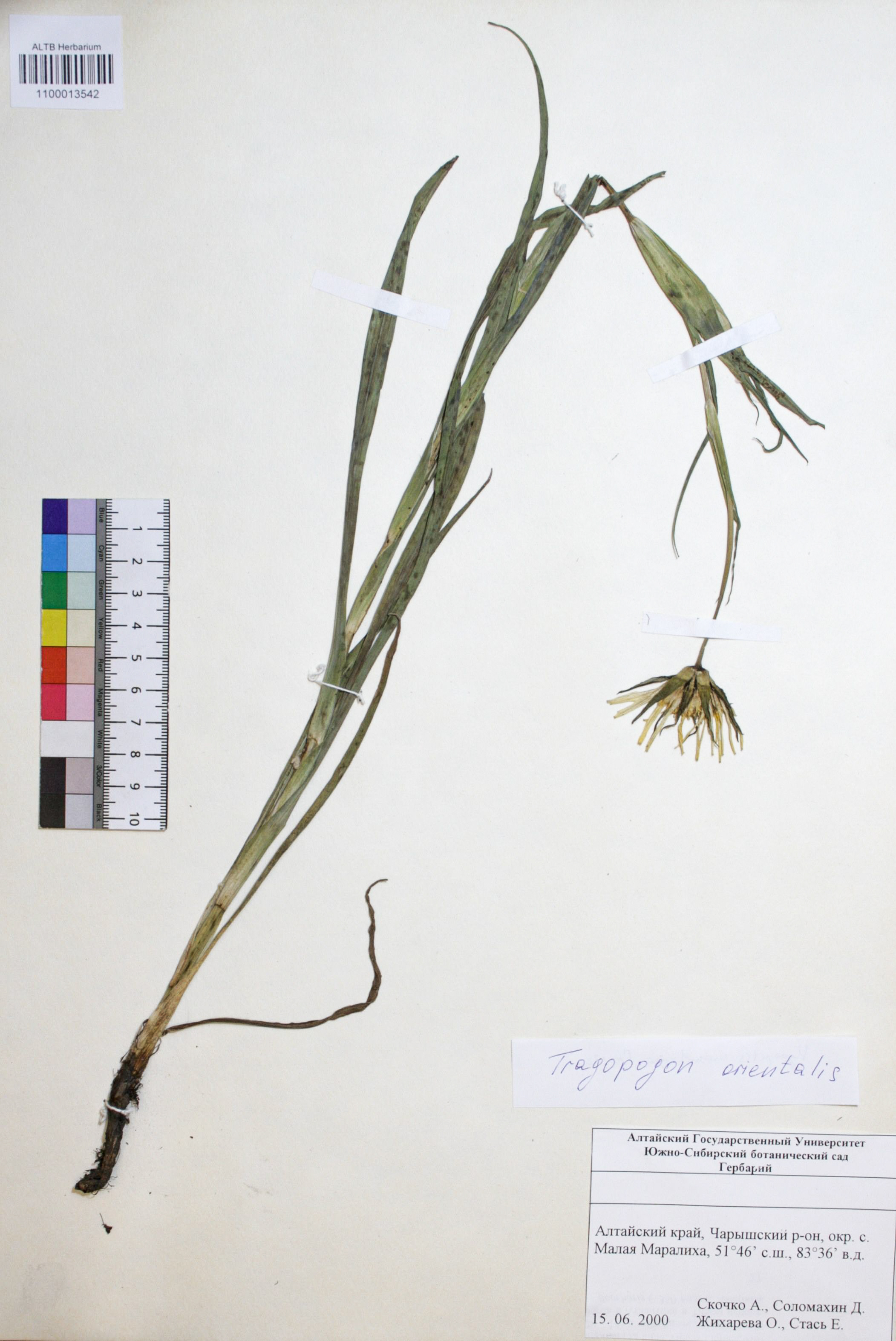 Tragopogon orientalis L.