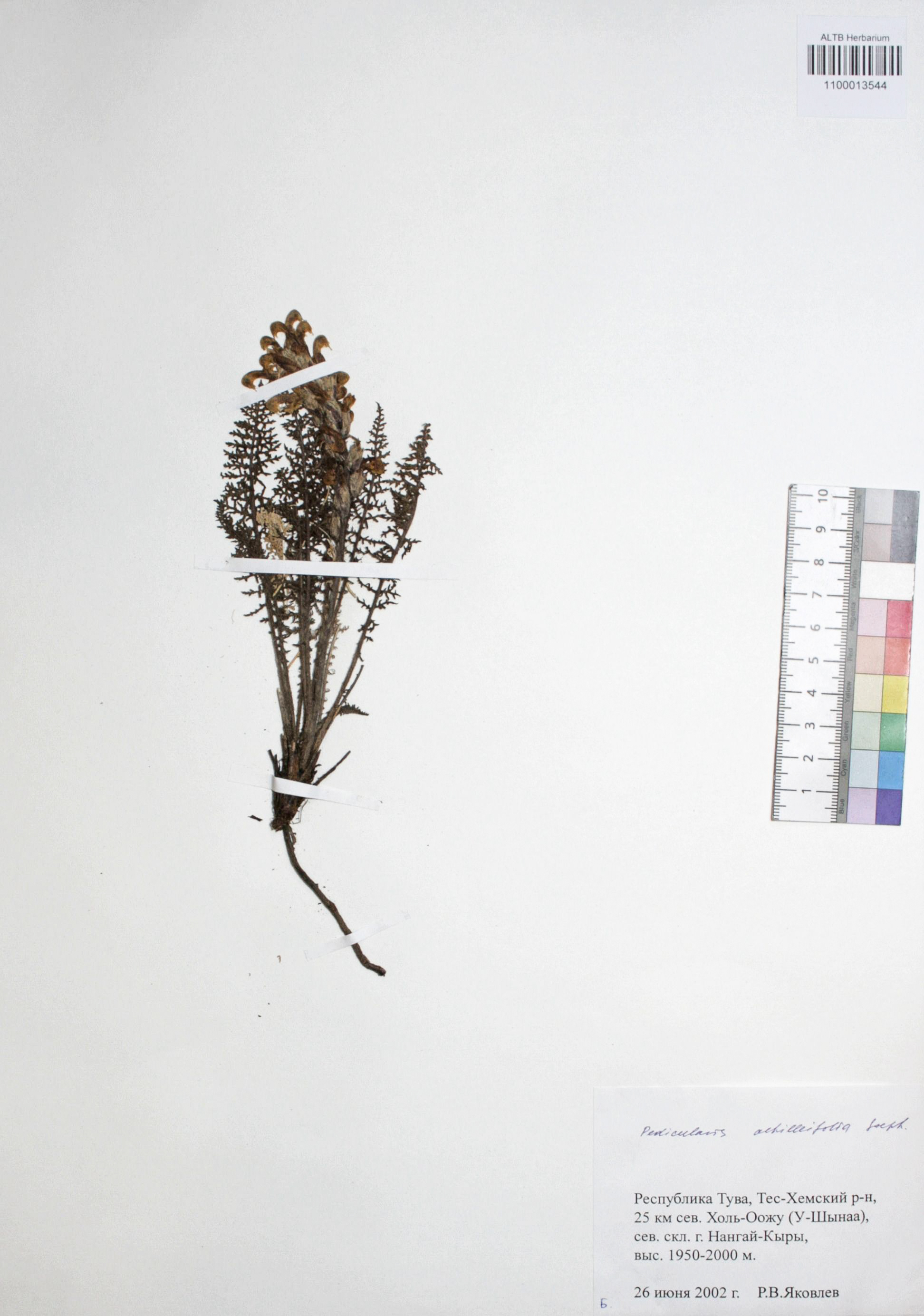 Pedicularis achilleifolia Steph ex. Willd