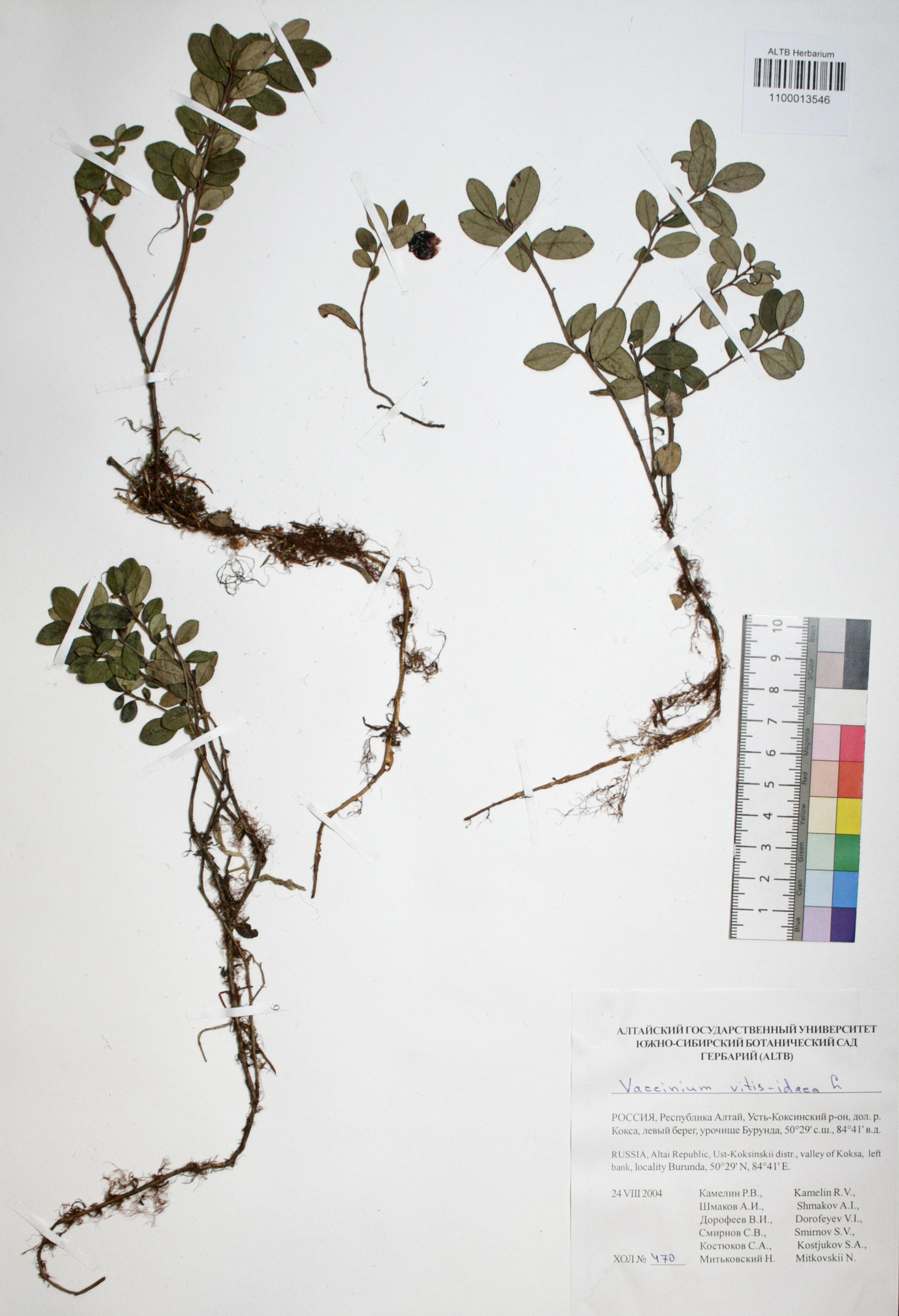 Vaccinium vitis-idaea L.
