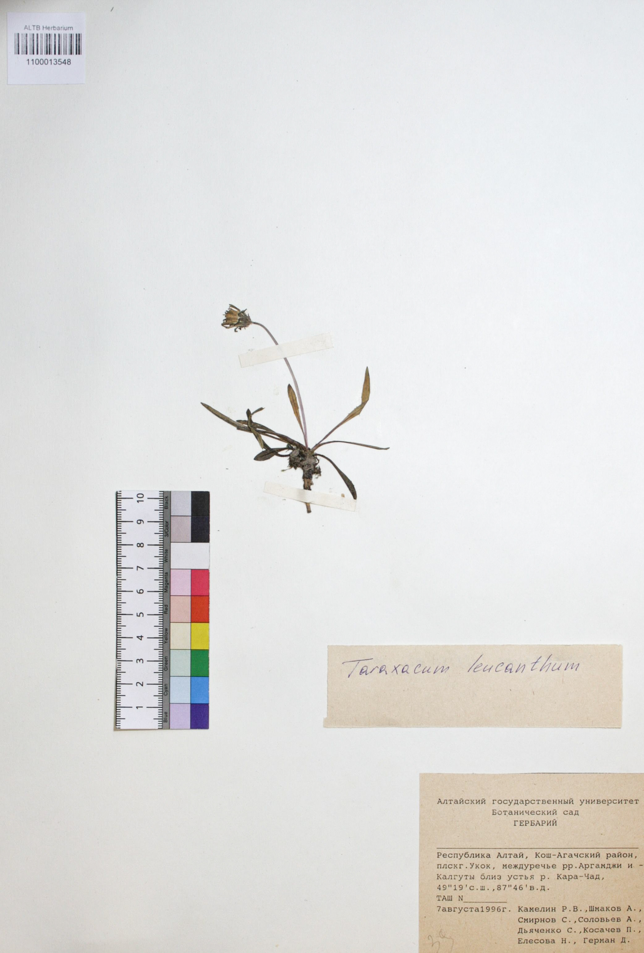 Taraxacum leucanthum (Ledeb.) Ledeb.