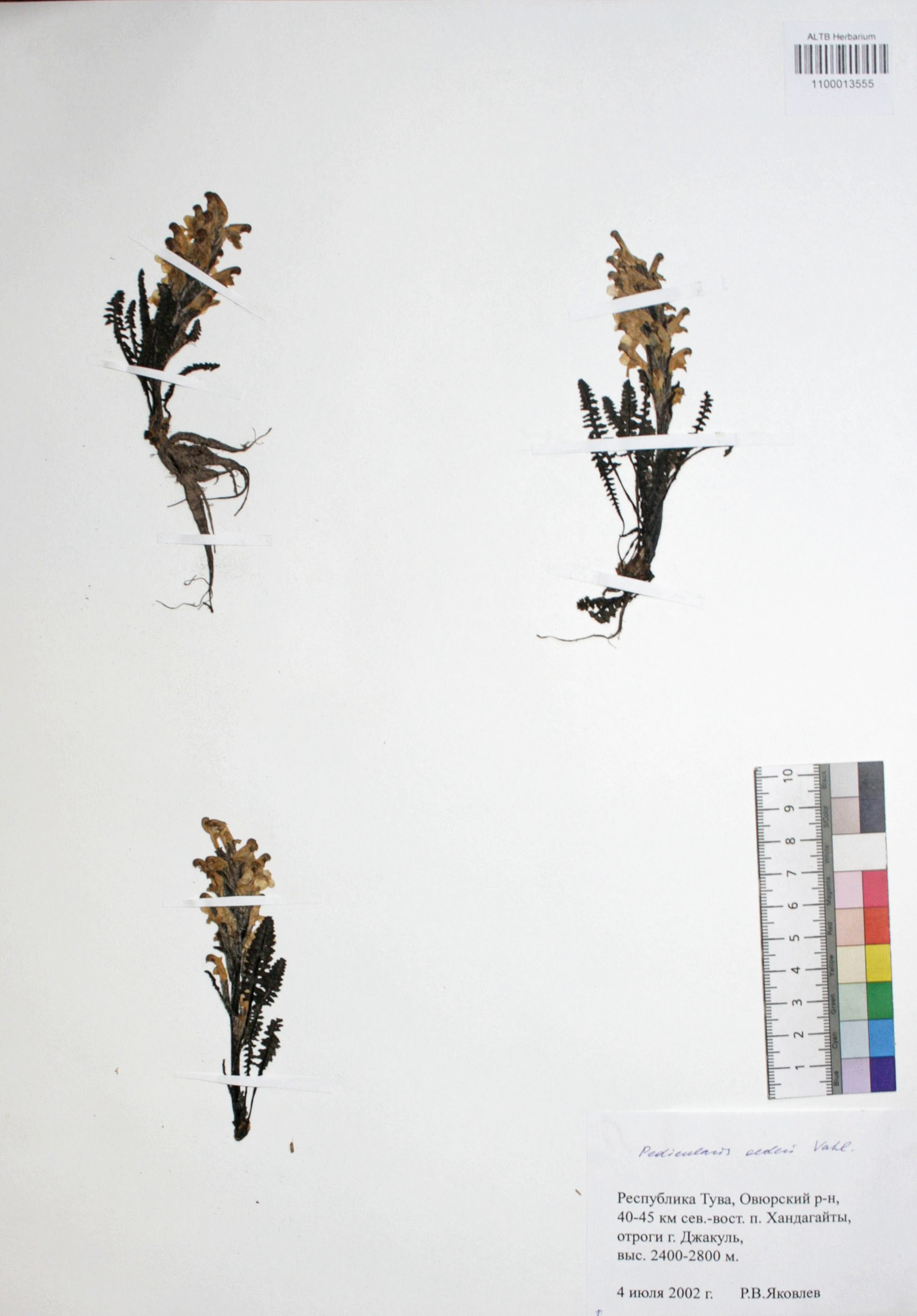 Silene graminifolia Otth.