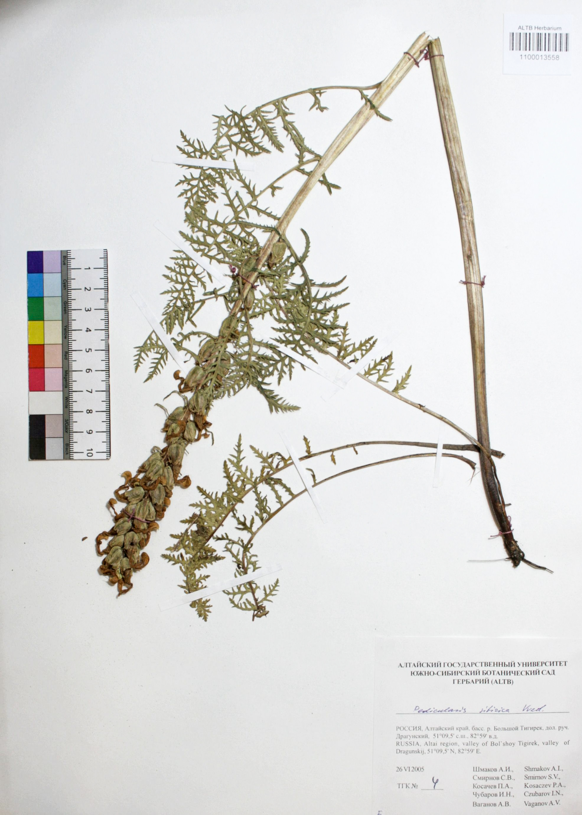 Pedicularis sibirica Vved.