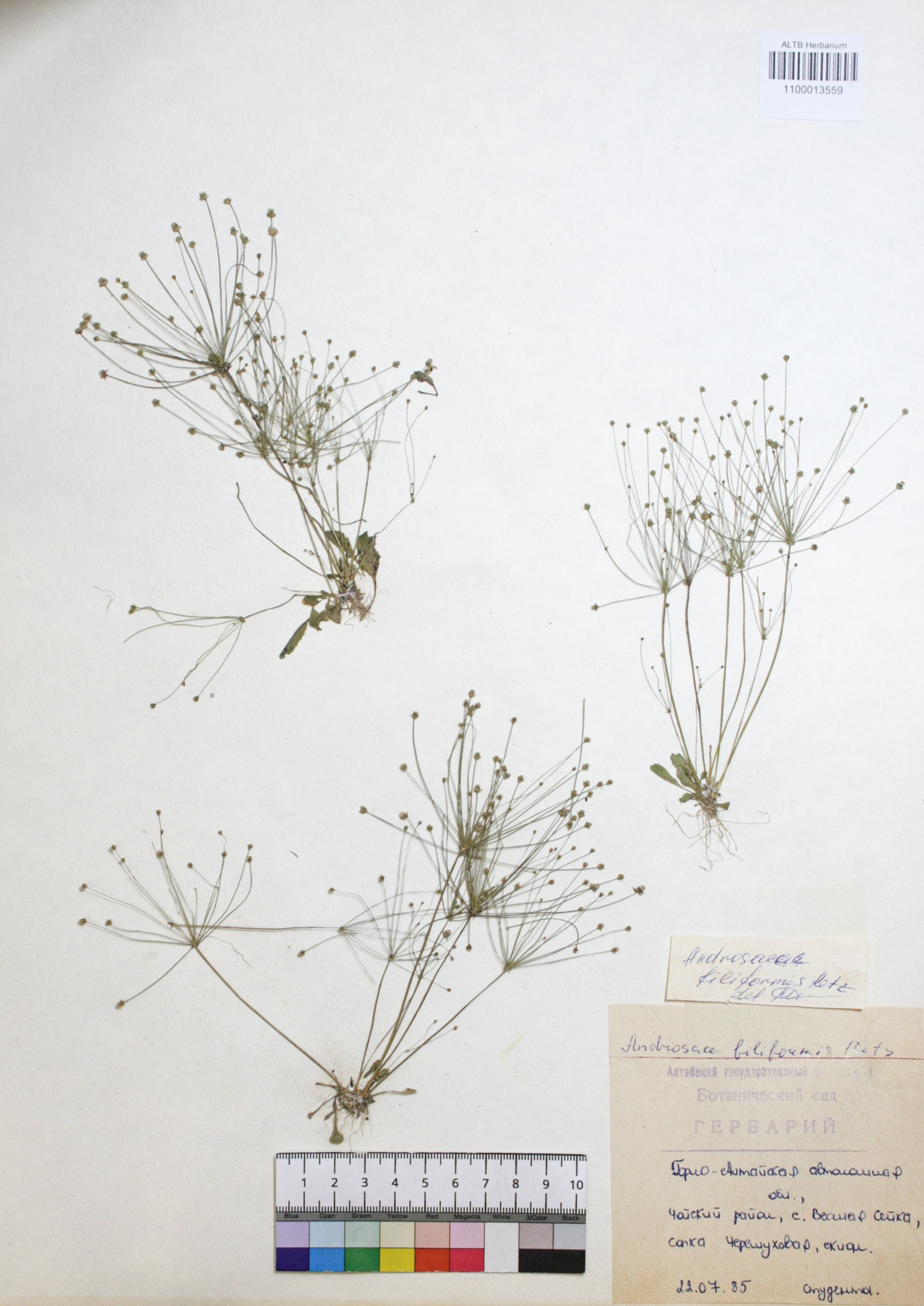 Androsace filiformis Retz.