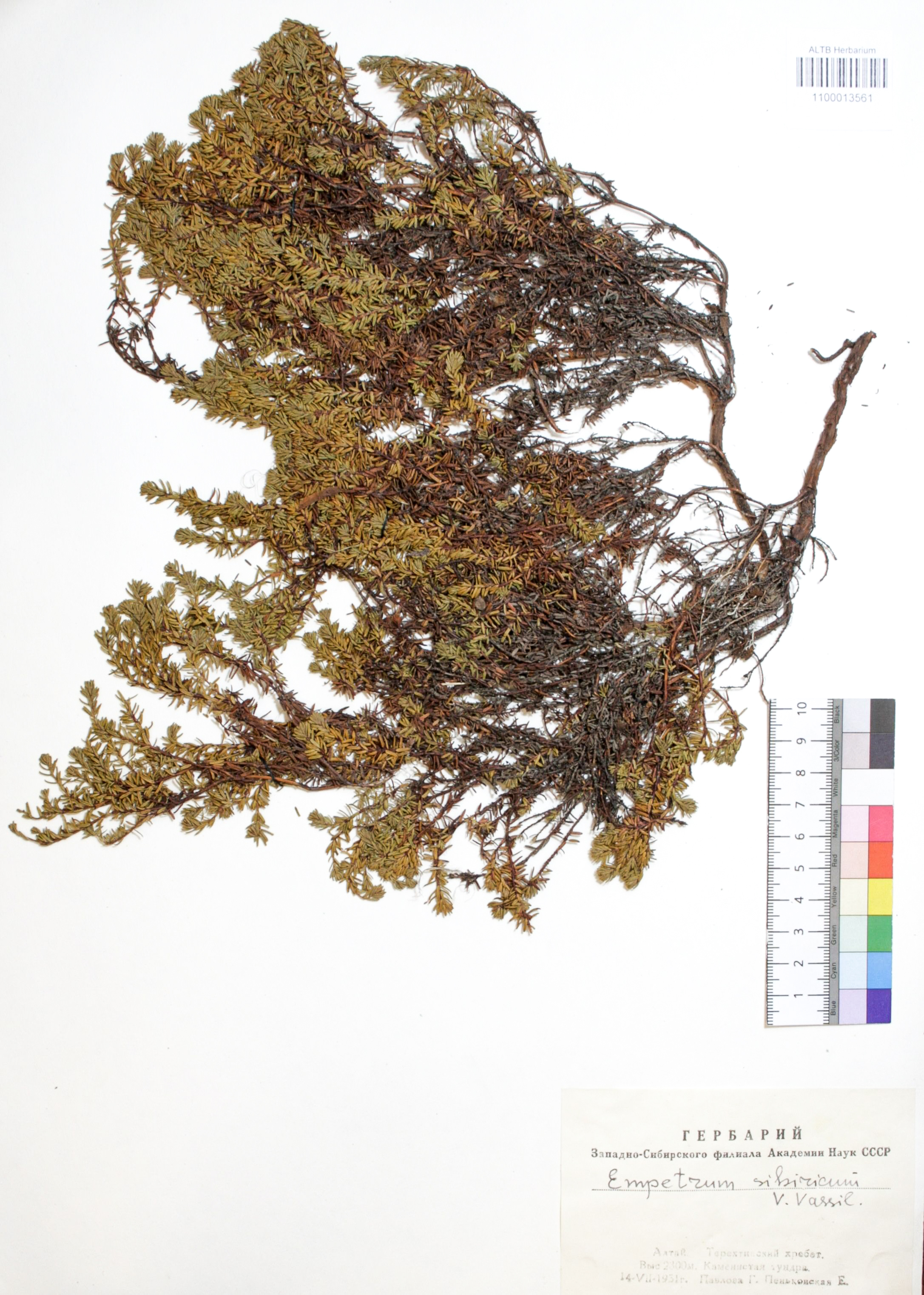 Empetrum sibiricum V. Vassil