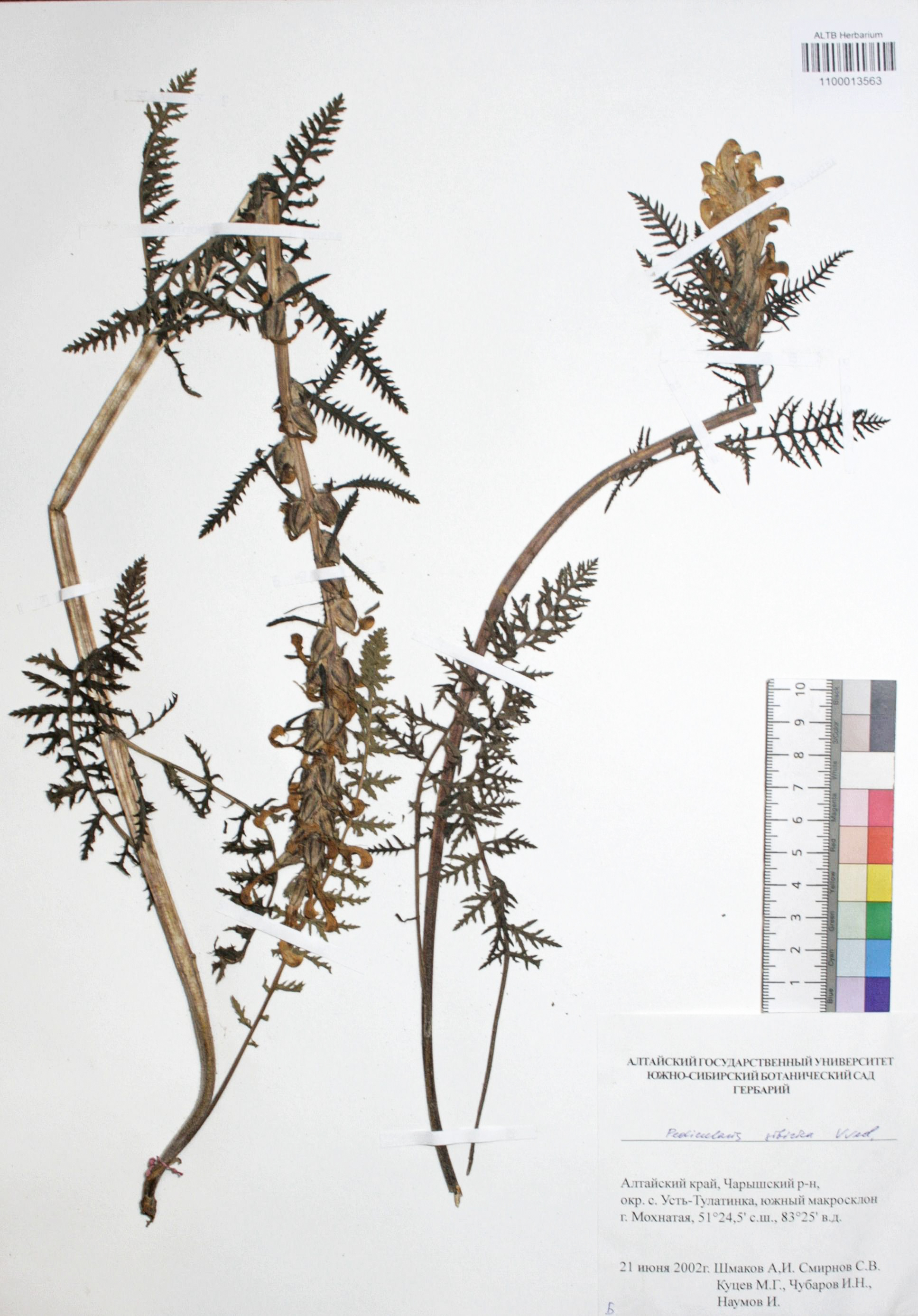 Pedicularis sibirica Vved.