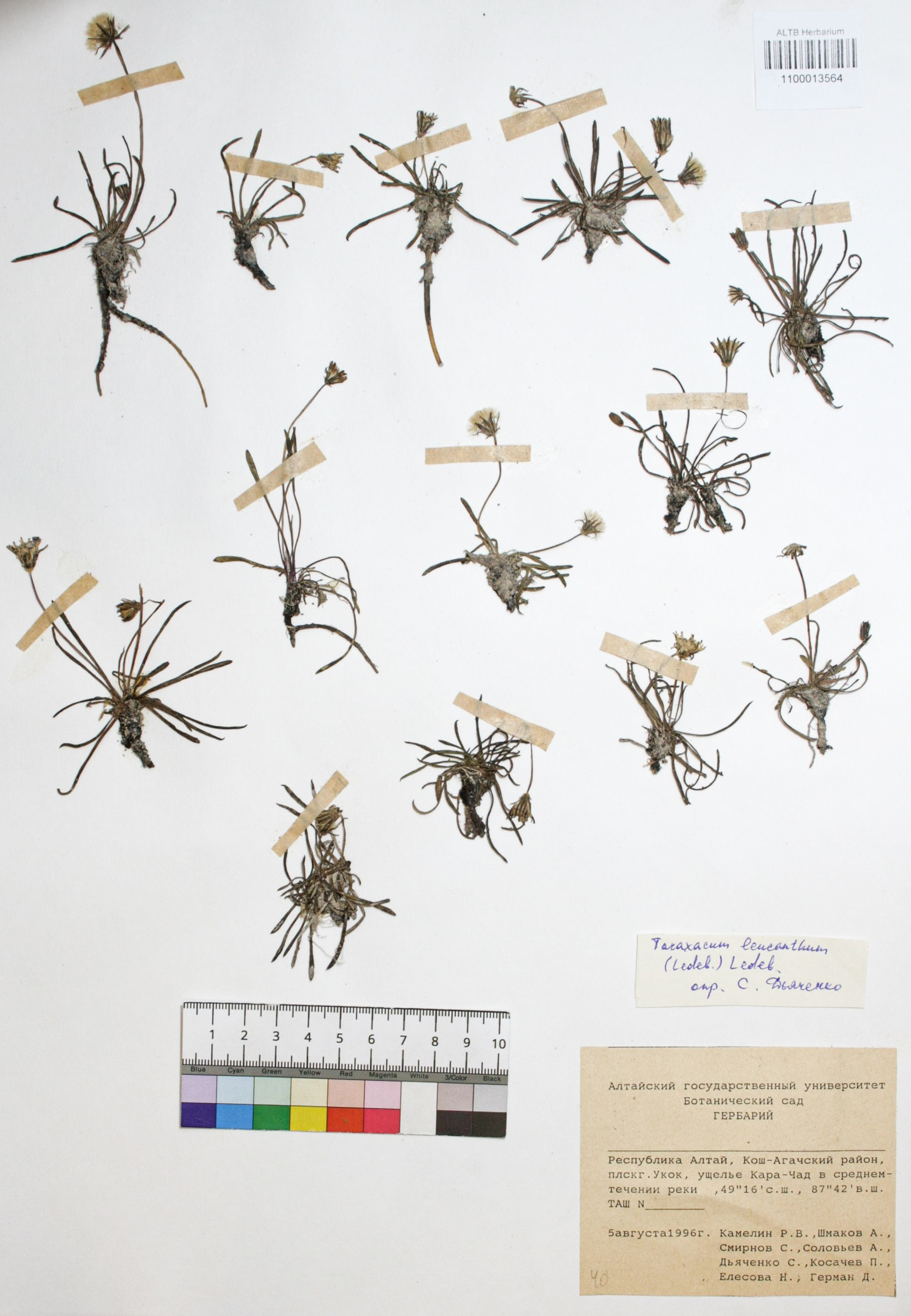 Taraxacum leucanthum (Ledeb.) Ledeb.