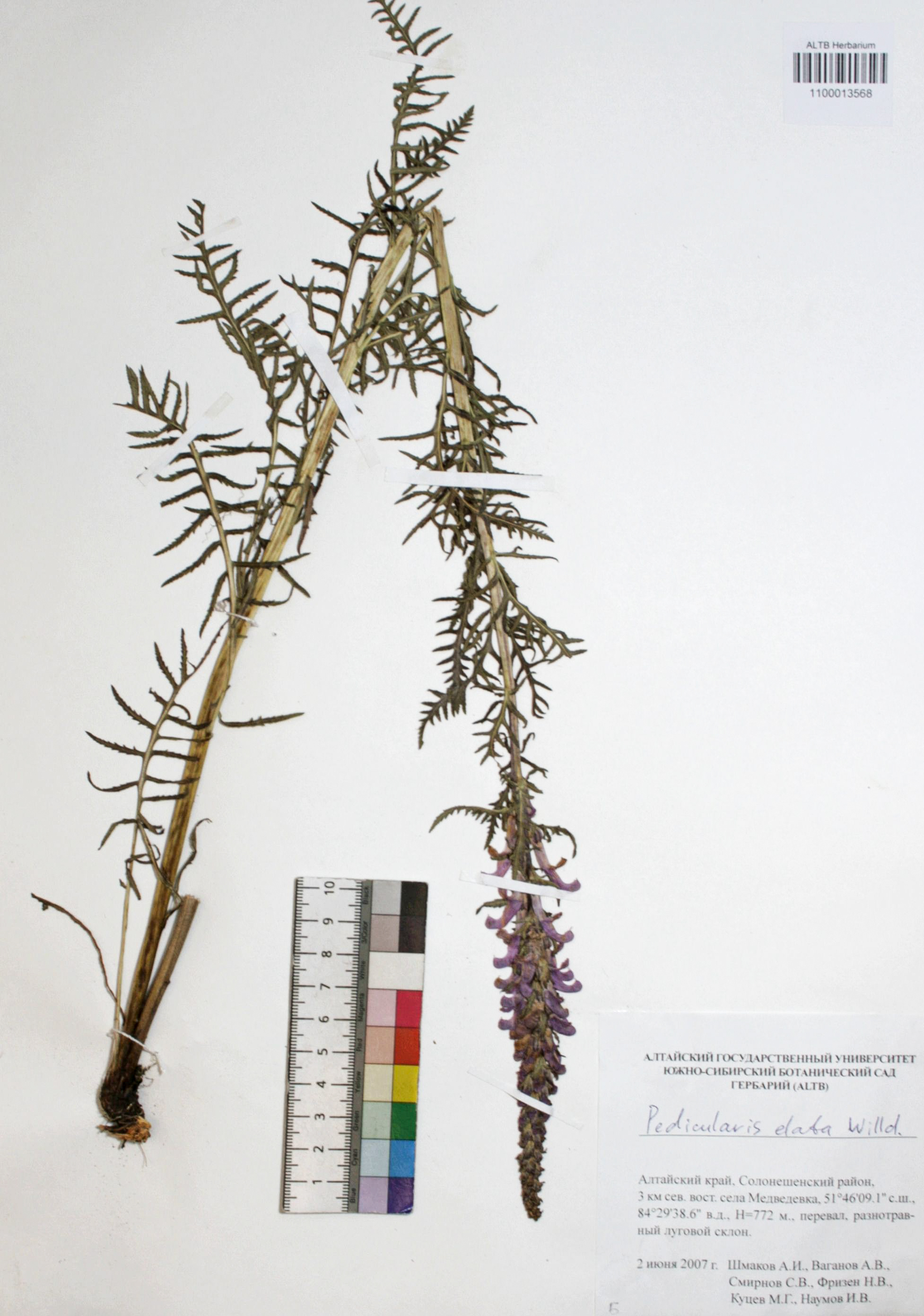 Pedicularis elata Willd