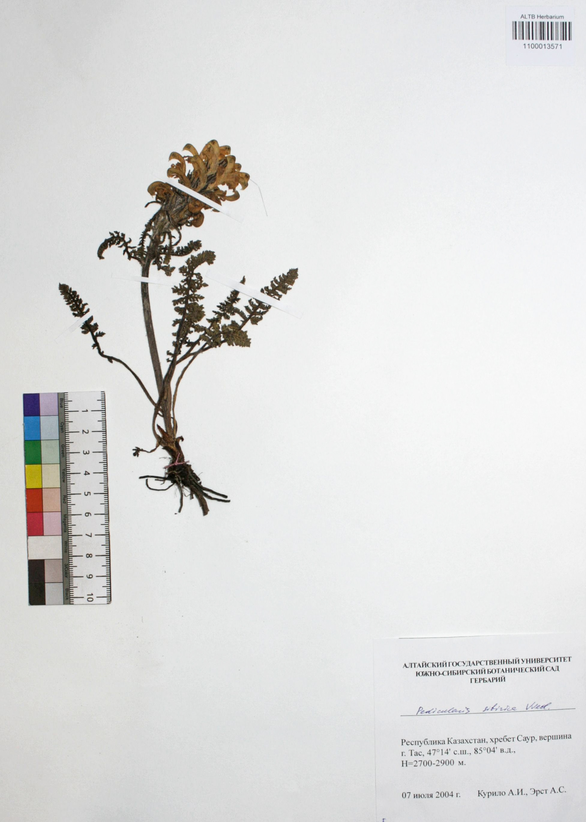 Pedicularis sibirica Vved.