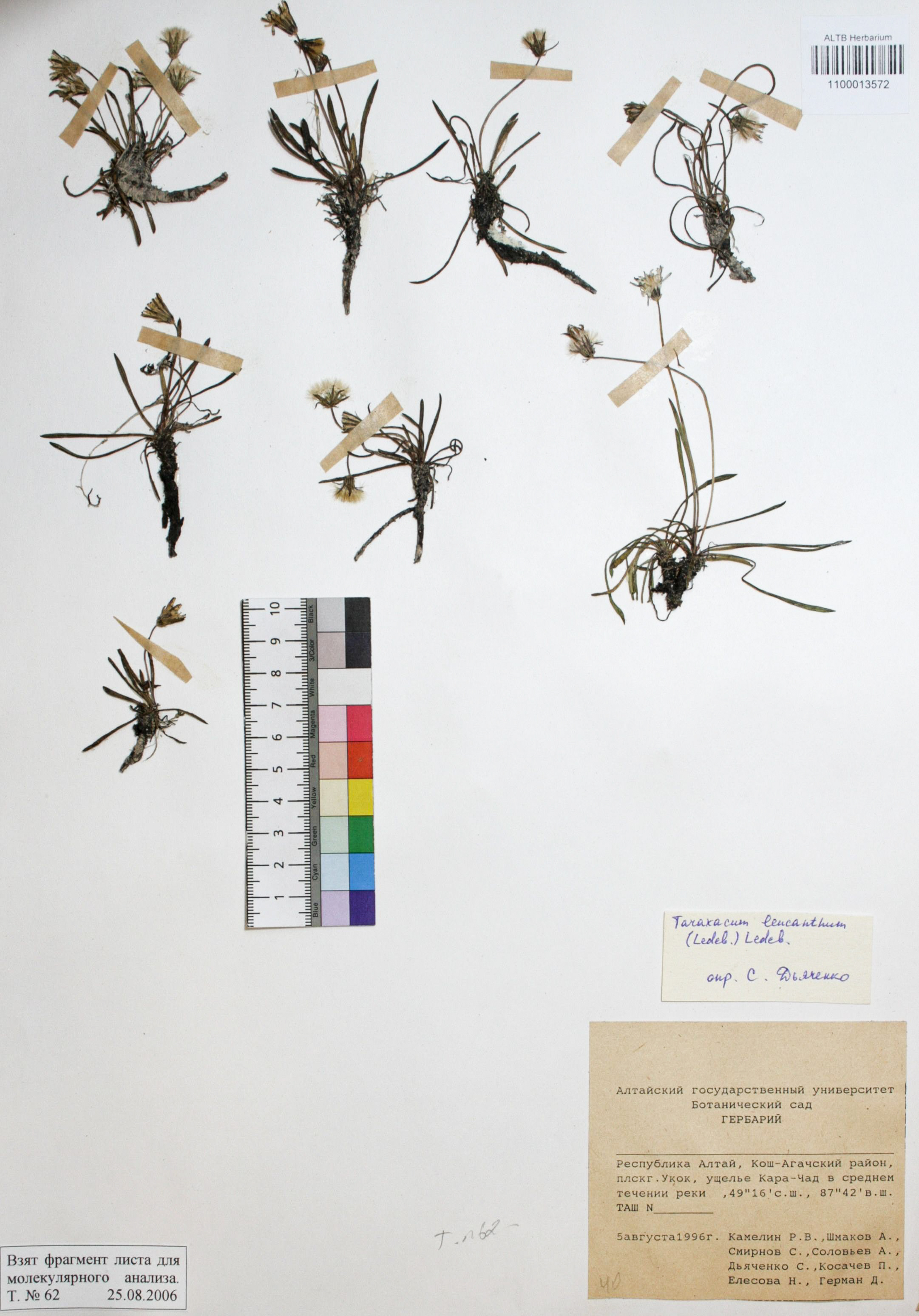 Taraxacum leucanthum (Ledeb.) Ledeb.