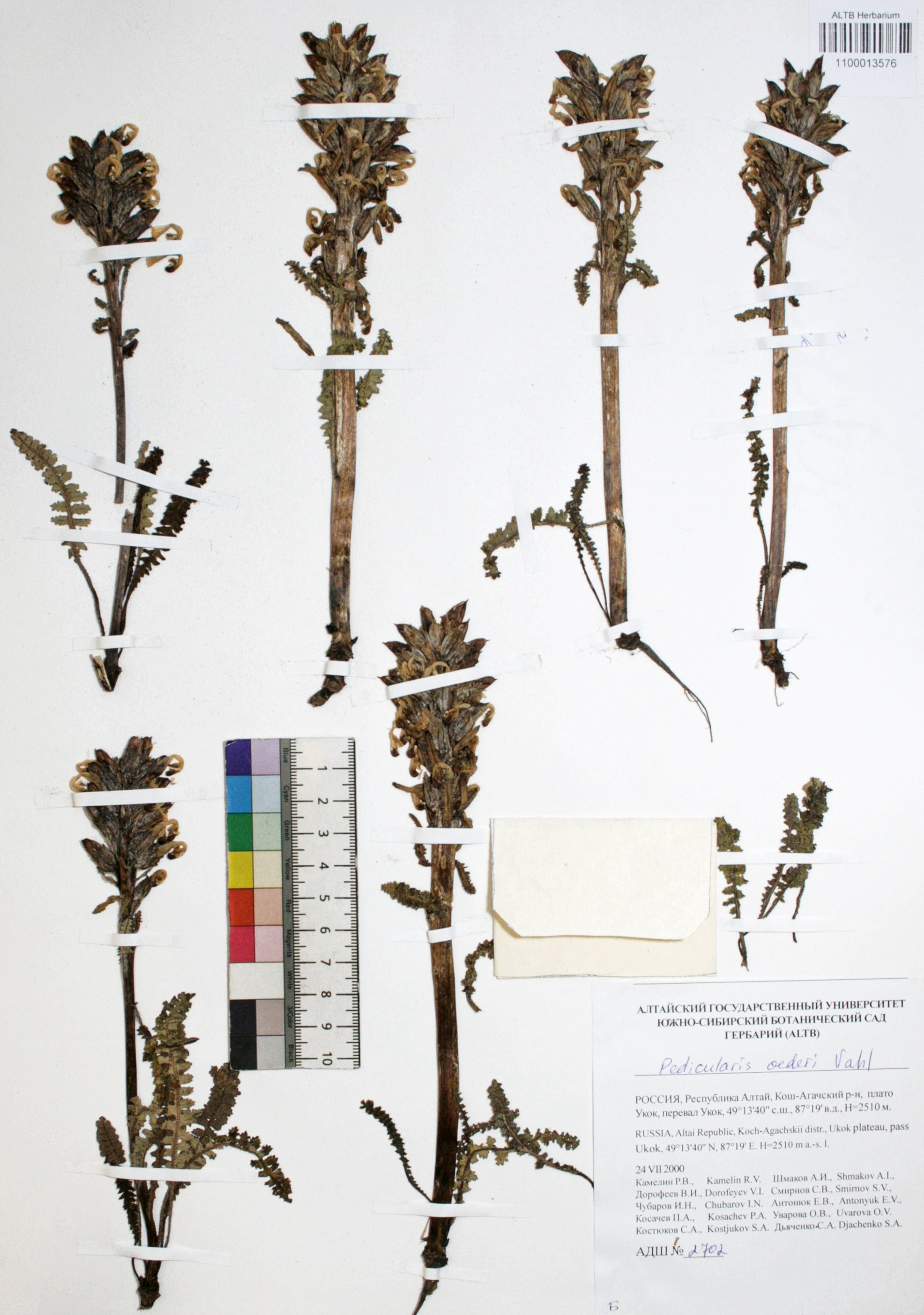 Silene graminifolia Otth.