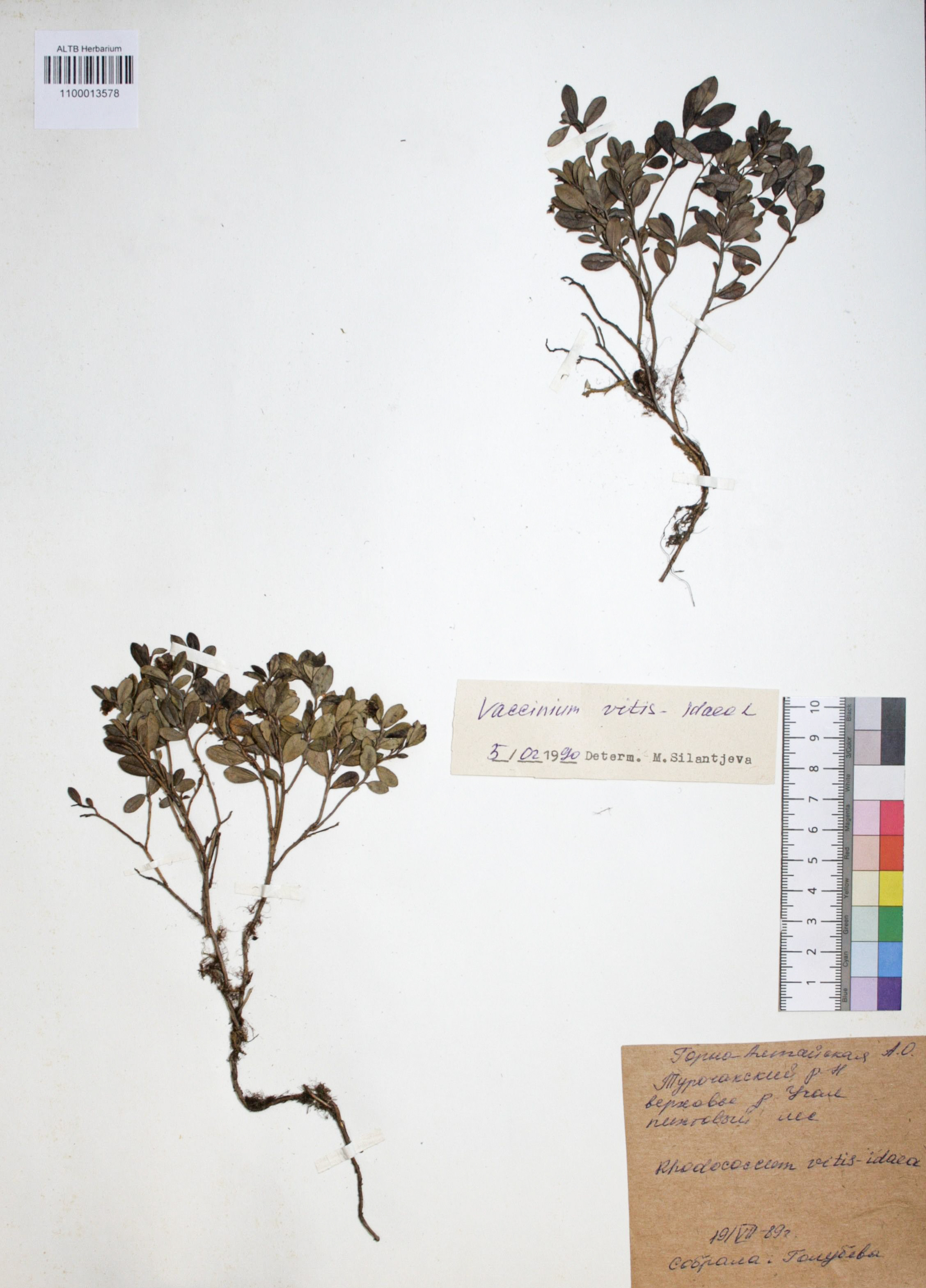 Vaccinium vitis-idaea L.