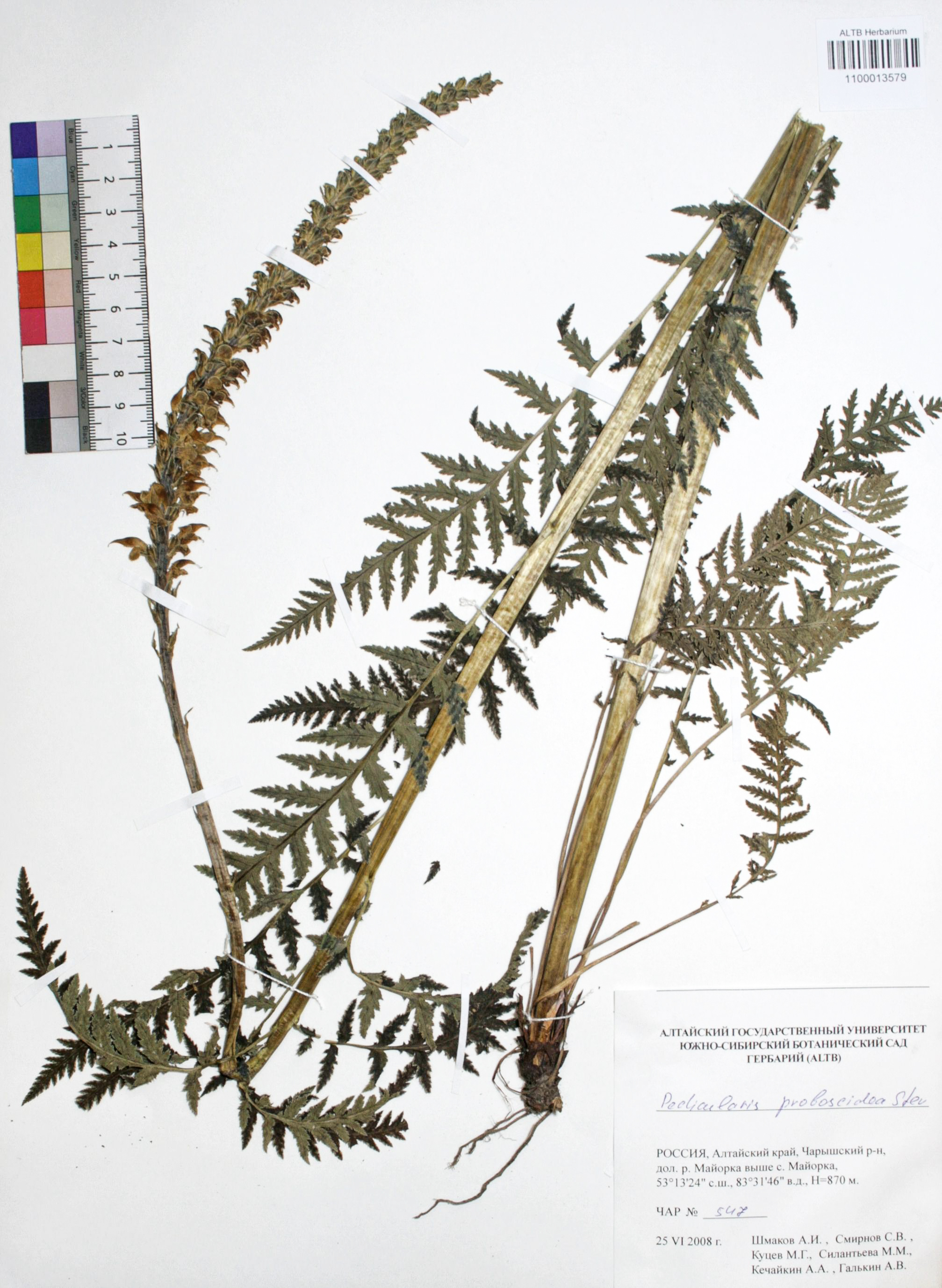 Pedicularis proboscidea Steven