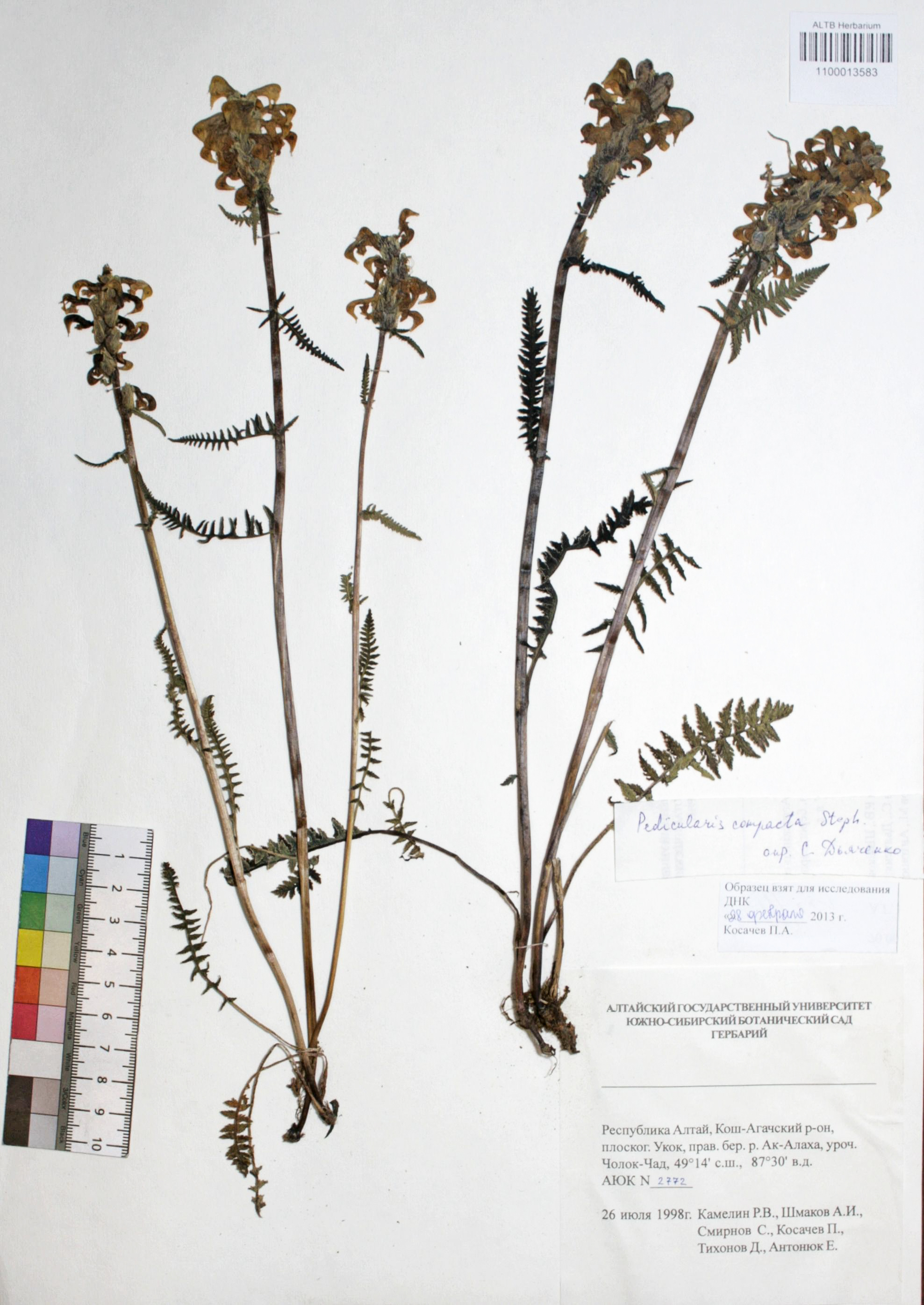 Pedicularis compacta Stephan