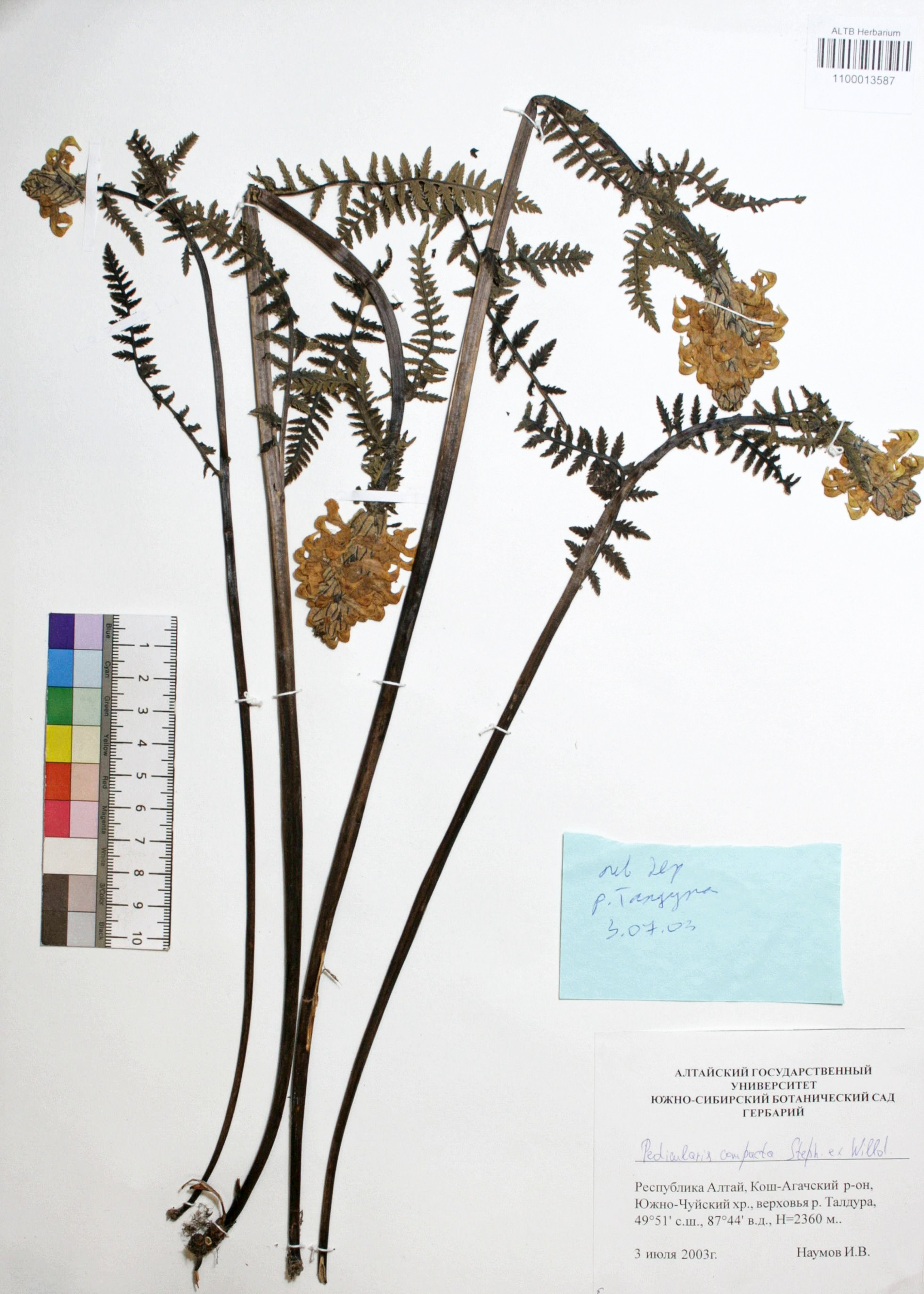 Pedicularis compacta Stephan